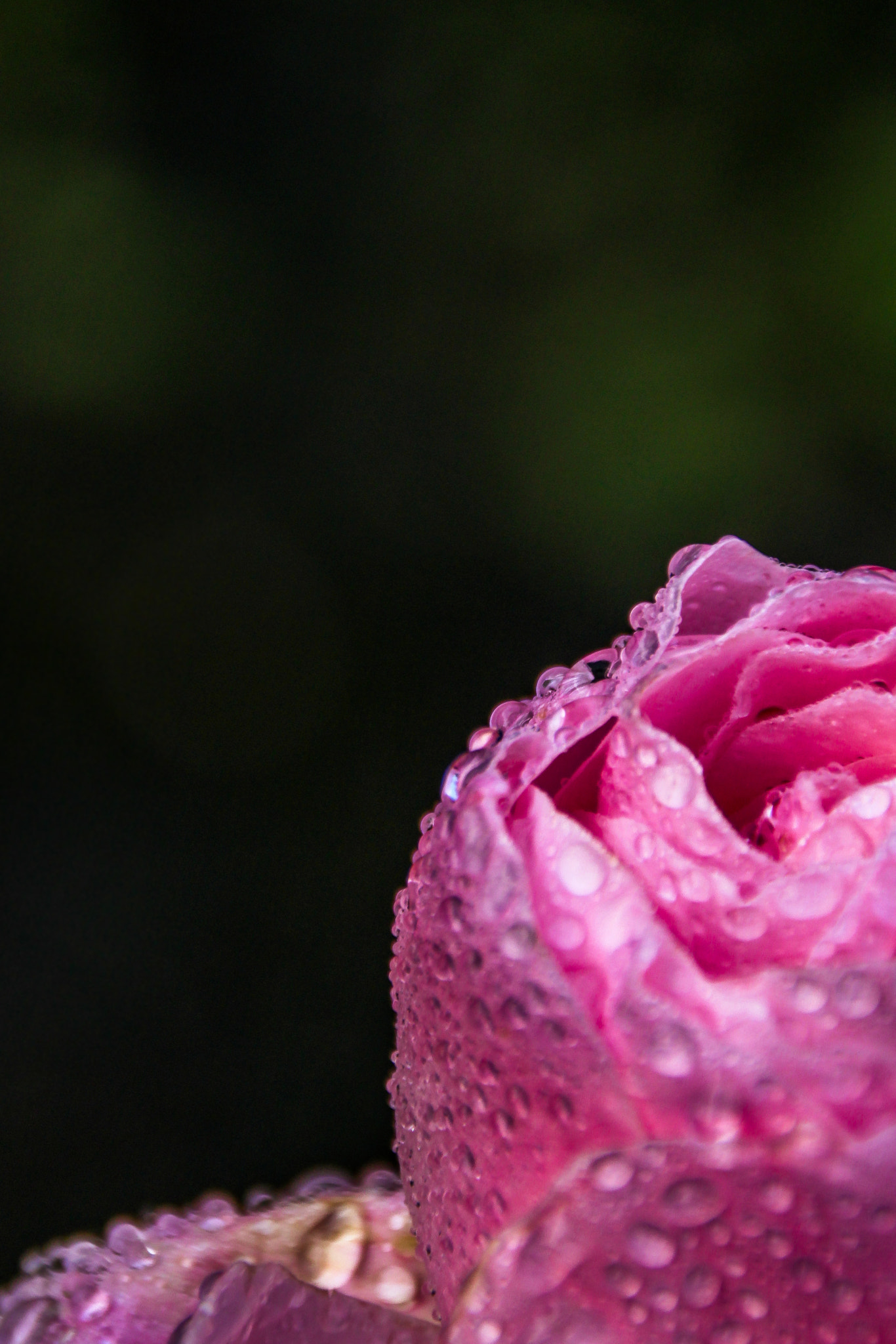 Canon EOS 500D (EOS Rebel T1i / EOS Kiss X3) sample photo. The rose photography