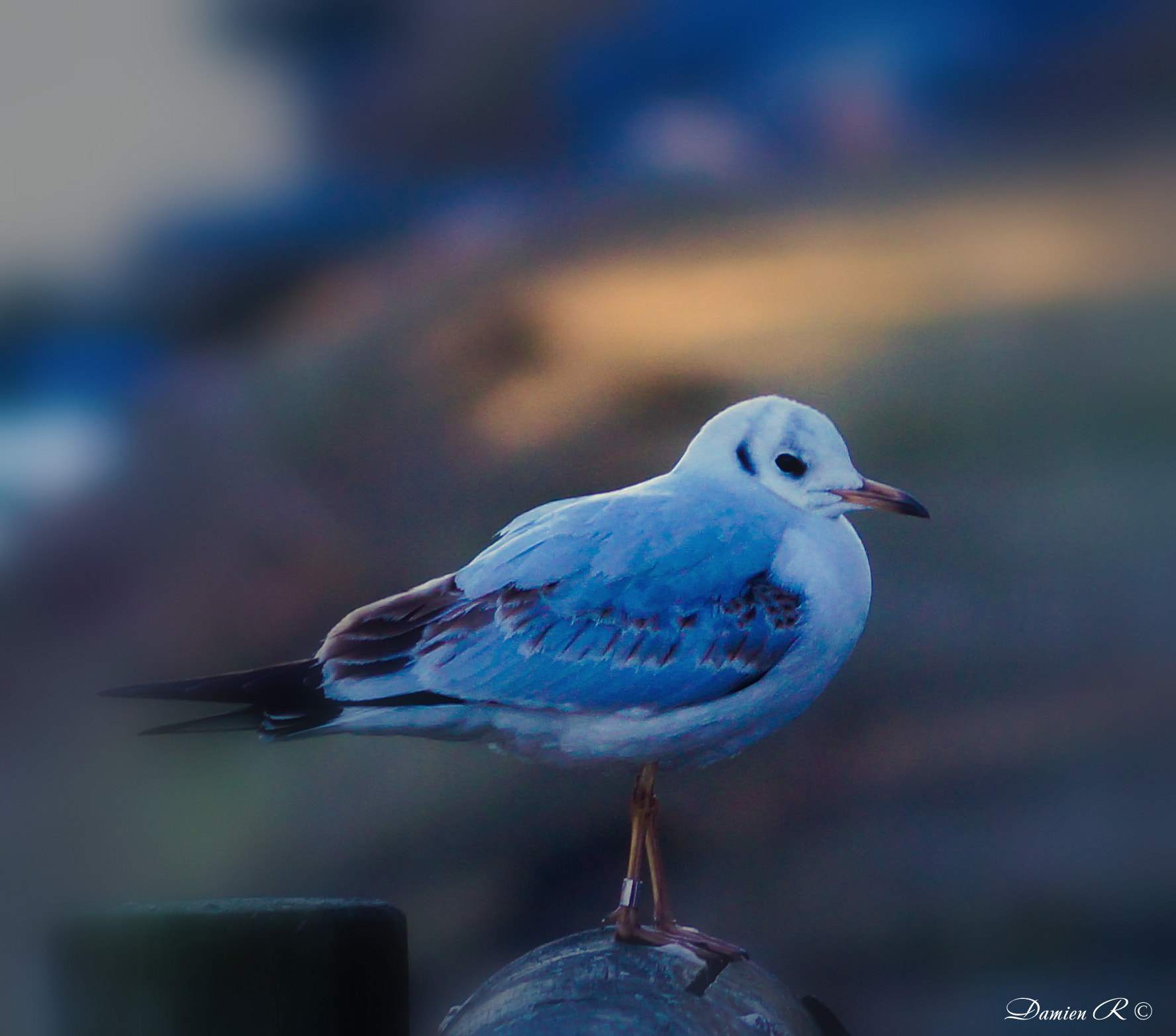 Sony SLT-A37 + Sony DT 55-200mm F4-5.6 SAM sample photo. The bird photography