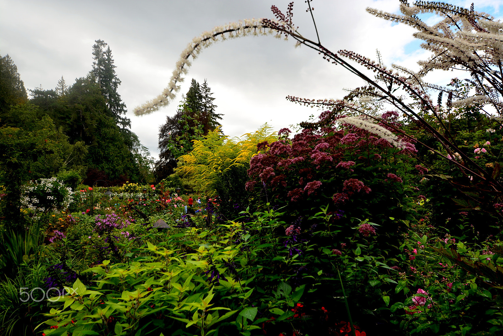 Nikon D5200 + Sigma 8-16mm F4.5-5.6 DC HSM sample photo. Garden tree - following the curved flower branch photography