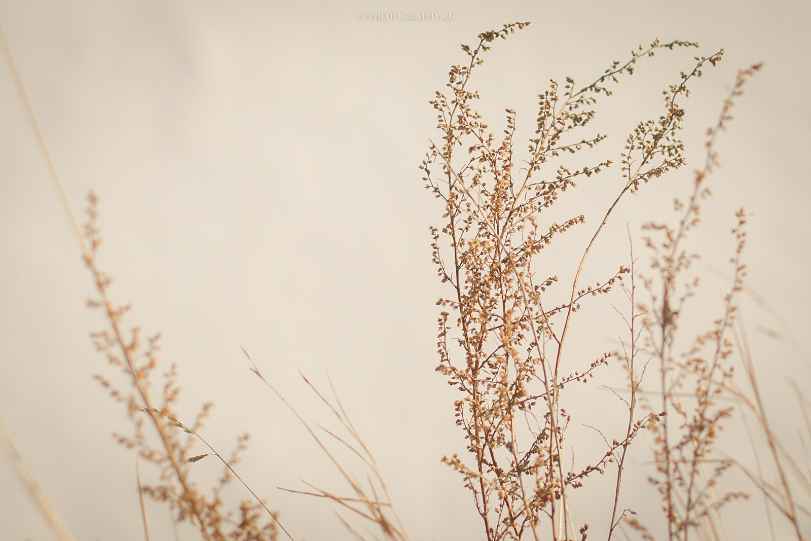 Canon EOS-1D Mark III sample photo. Waiting for spring photography