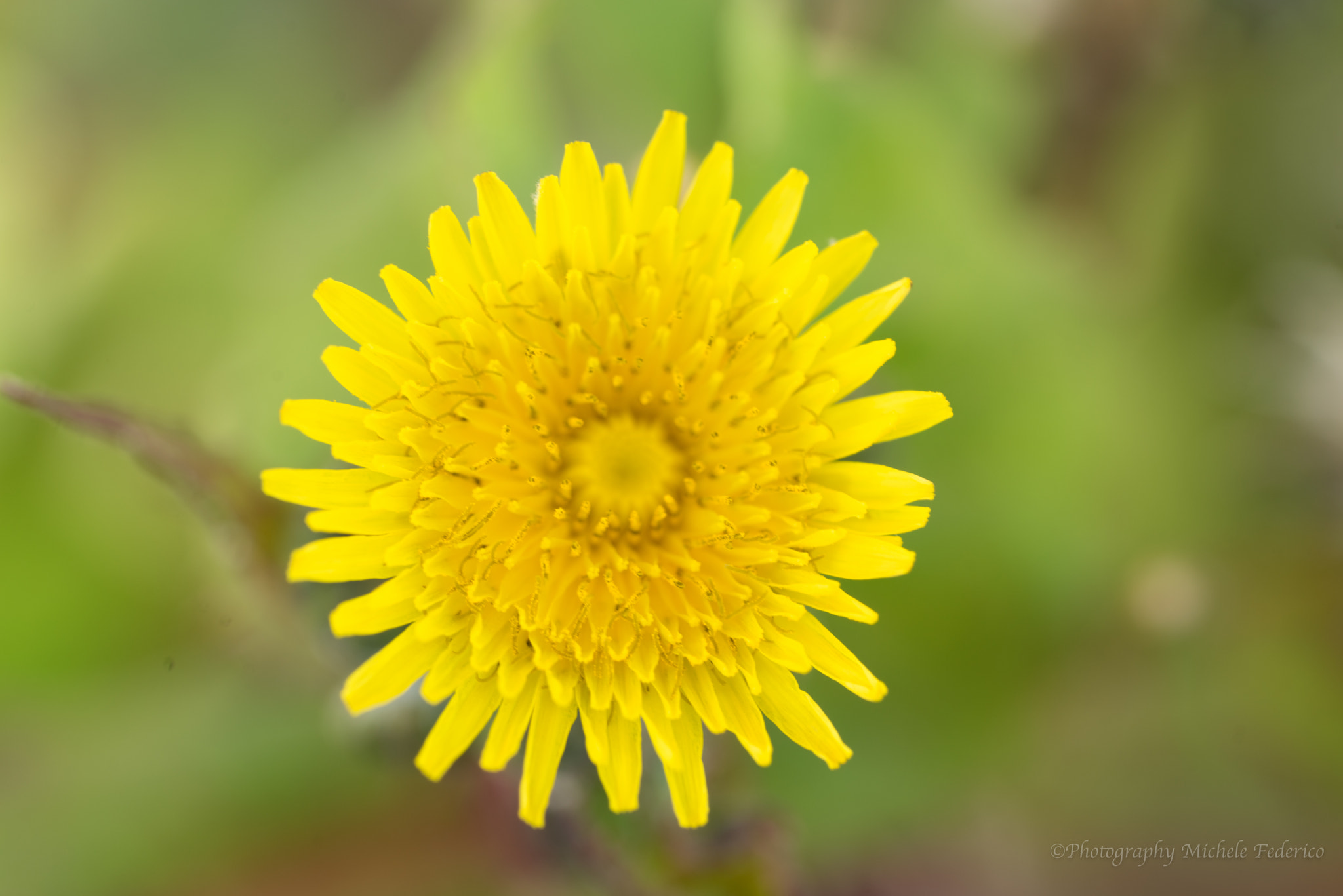 Sony a7R + Sony FE 90mm F2.8 Macro G OSS sample photo. Dsc photography