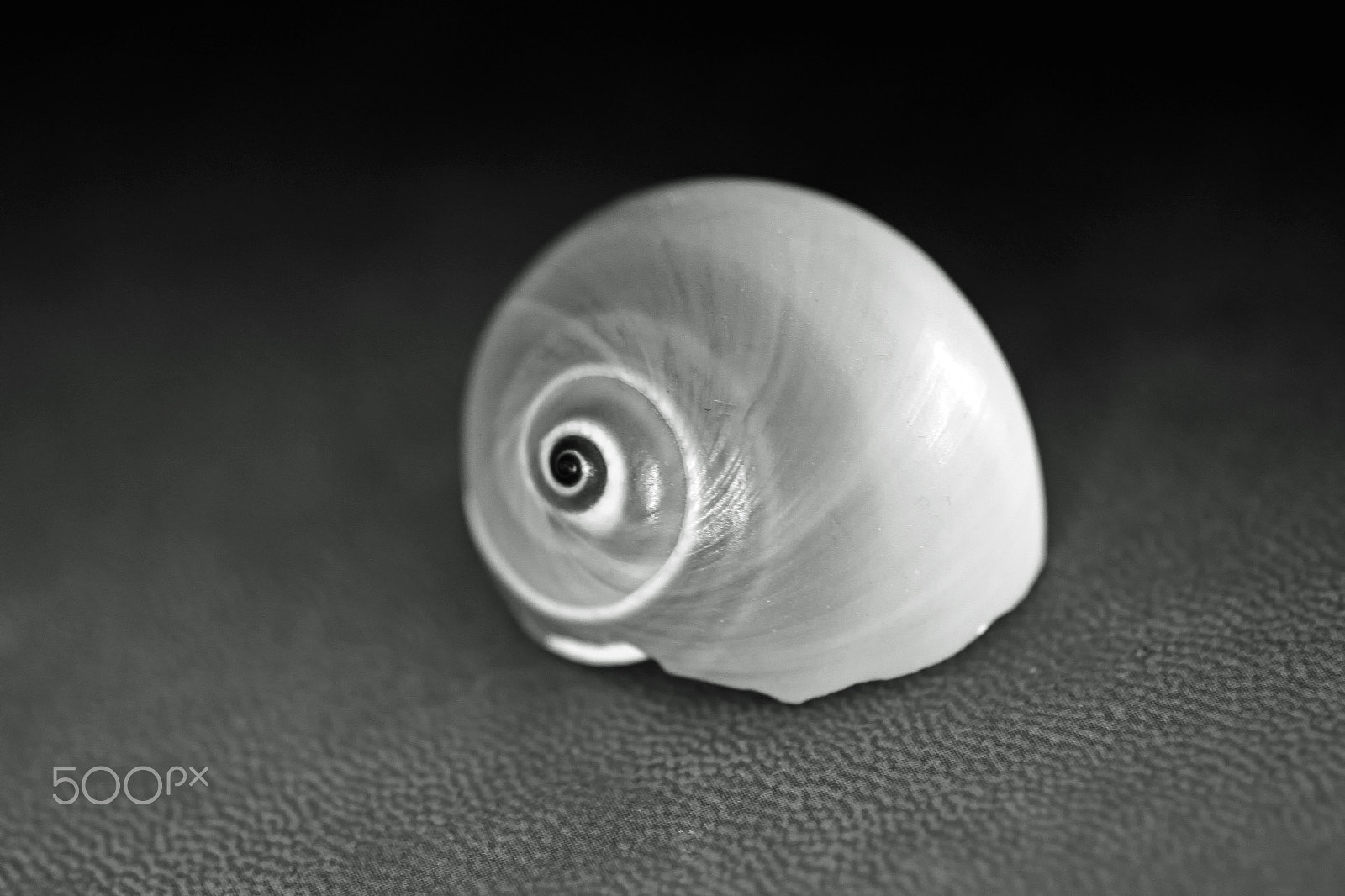 Canon EOS 7D sample photo. Seashell black and white photography