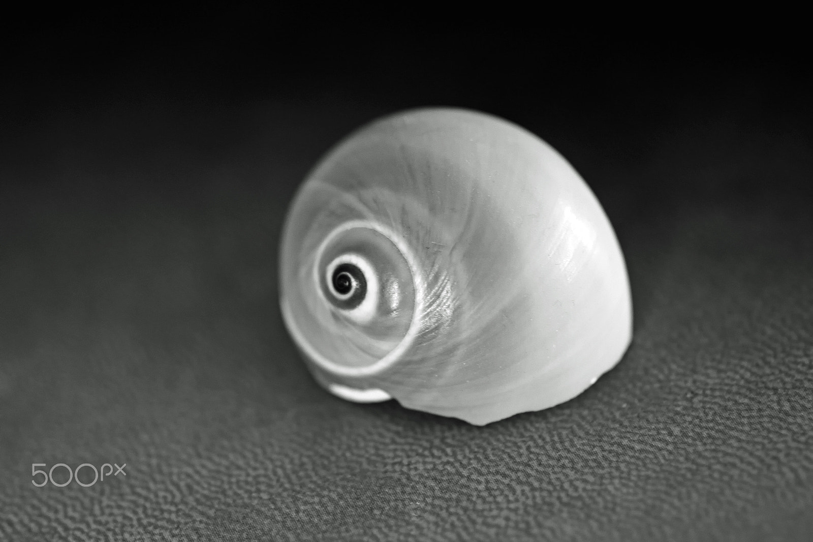 Canon EOS 7D + Canon EF 100mm F2.8 Macro USM sample photo. Seashell black and white photography