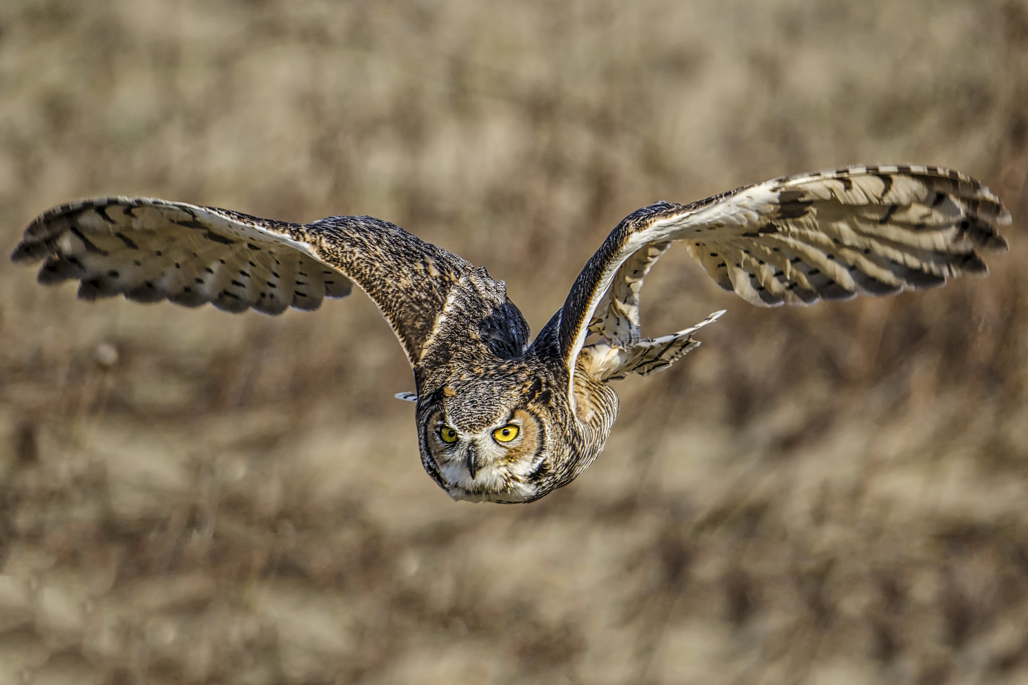 Nikon D7000 sample photo. Great horned owl photography