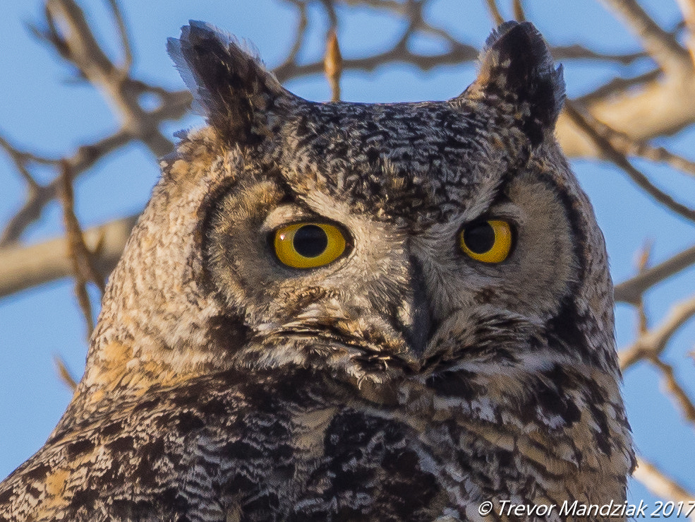 Olympus OM-D E-M10 II sample photo. Close up of a great horned owl photography