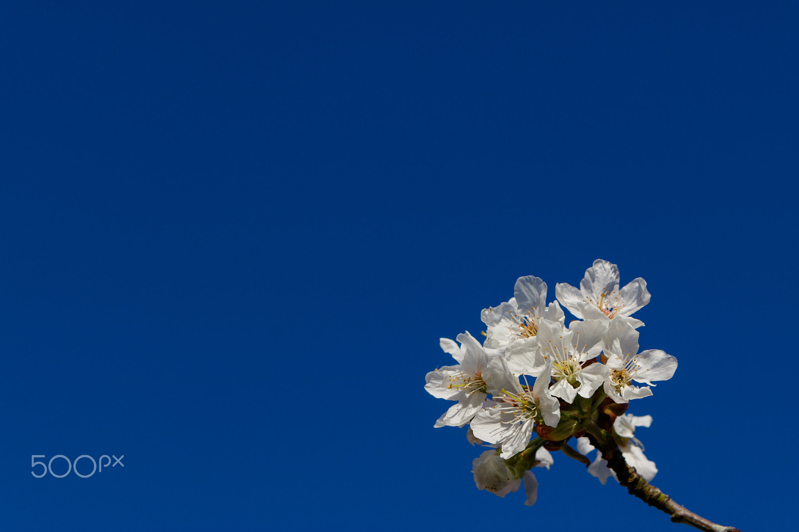 Canon EOS 760D (EOS Rebel T6s / EOS 8000D) sample photo. Spring photography
