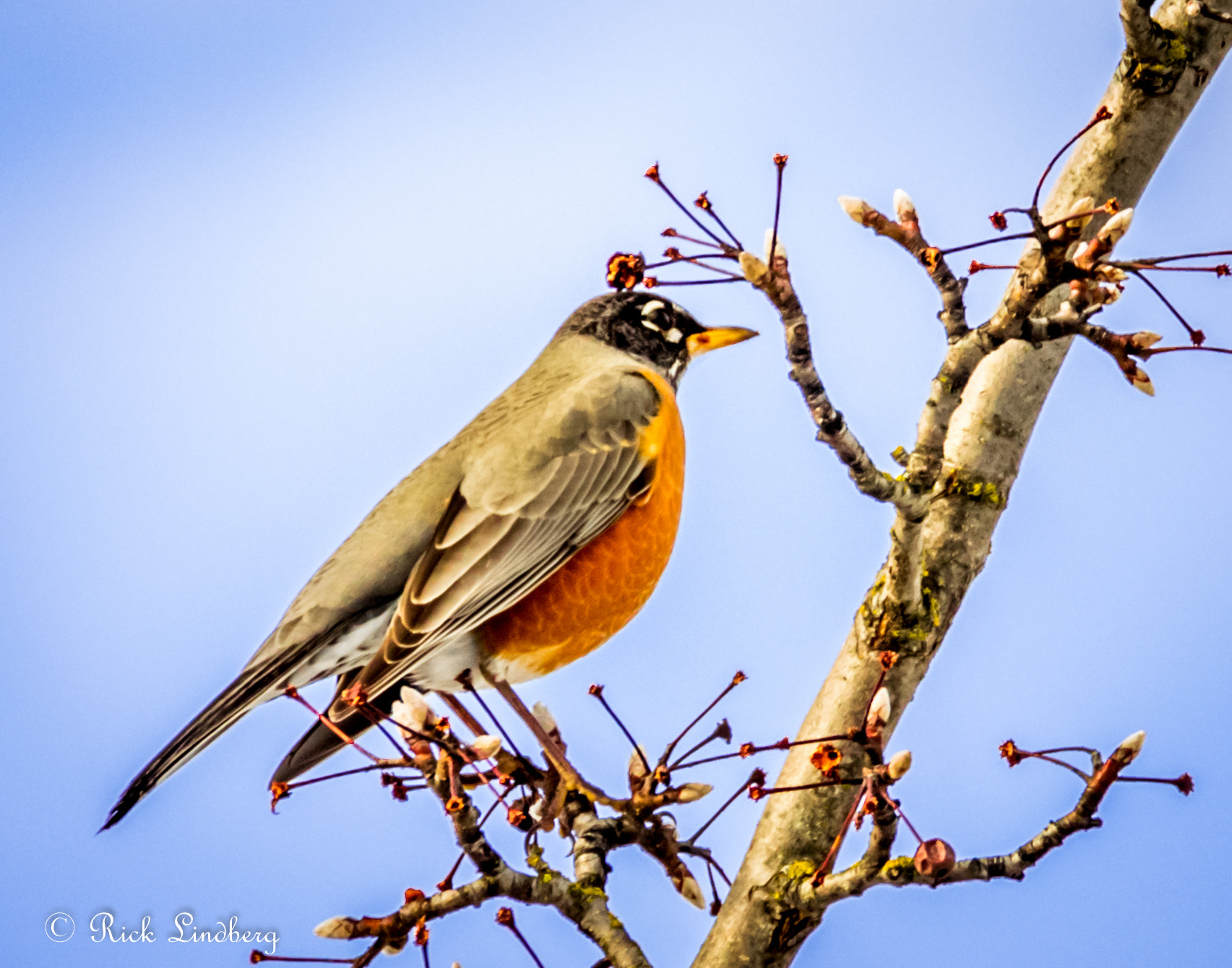 Pentax K-5 sample photo. Robins berry break photography