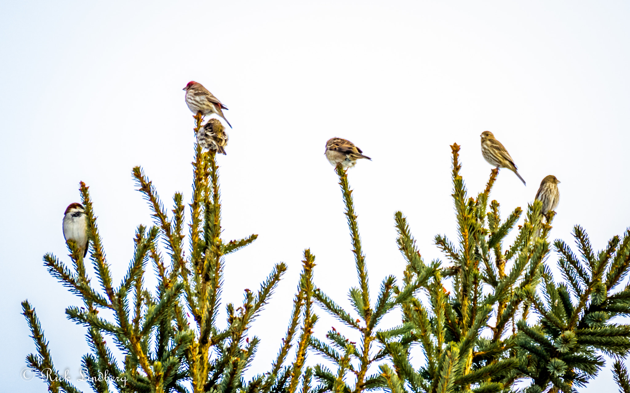 Pentax K-5 sample photo. Tree top outlook photography