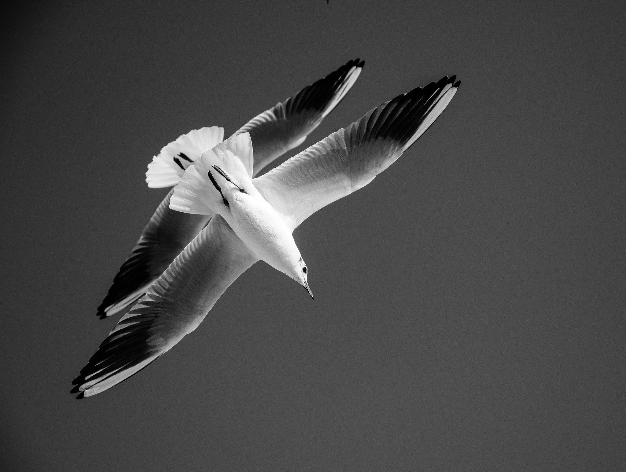 Panasonic Lumix DMC-G85 (Lumix DMC-G80) sample photo. Birds in the sky photography
