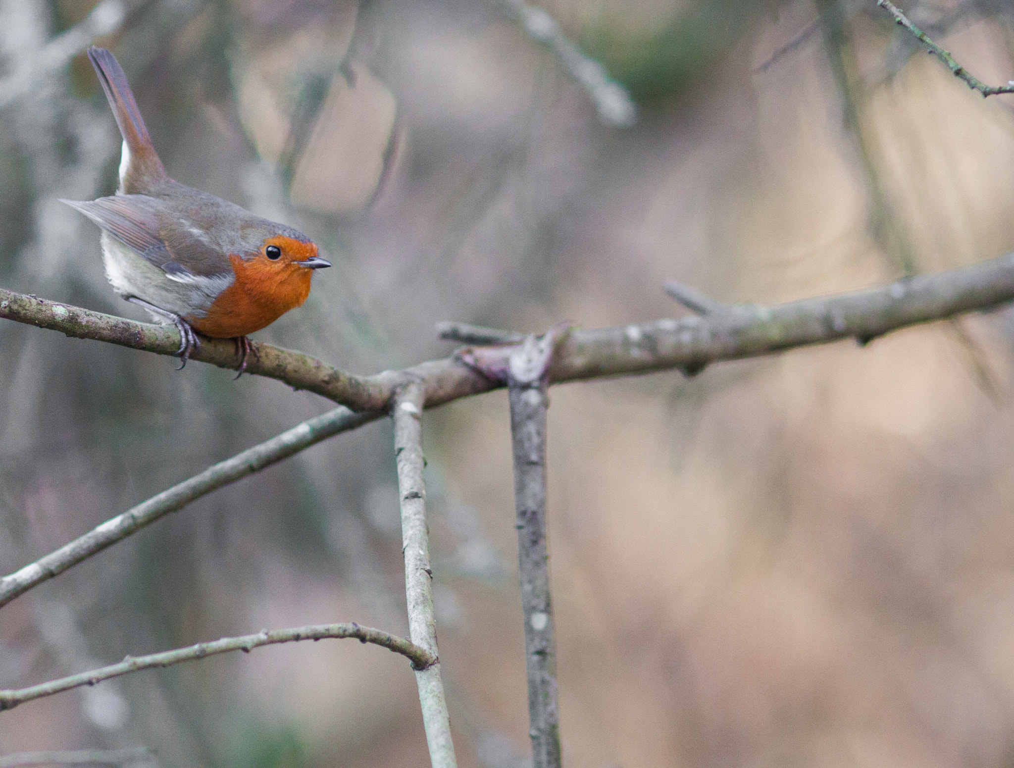 Canon EOS 50D + Canon EF 200mm F2.8L II USM sample photo. Ready to jump! photography