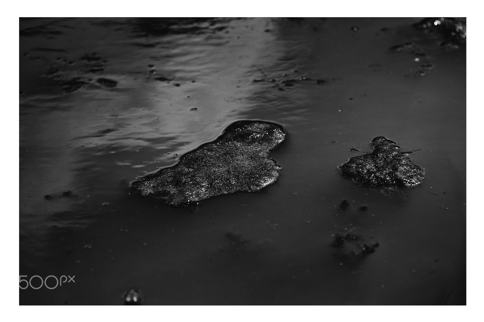 Canon EOS 60D + Canon EF 100mm F2.8 Macro USM sample photo. Aquatic algae photography