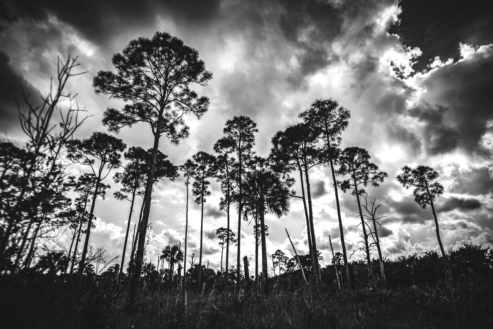 Nikon D800 sample photo. Florida treeline photography