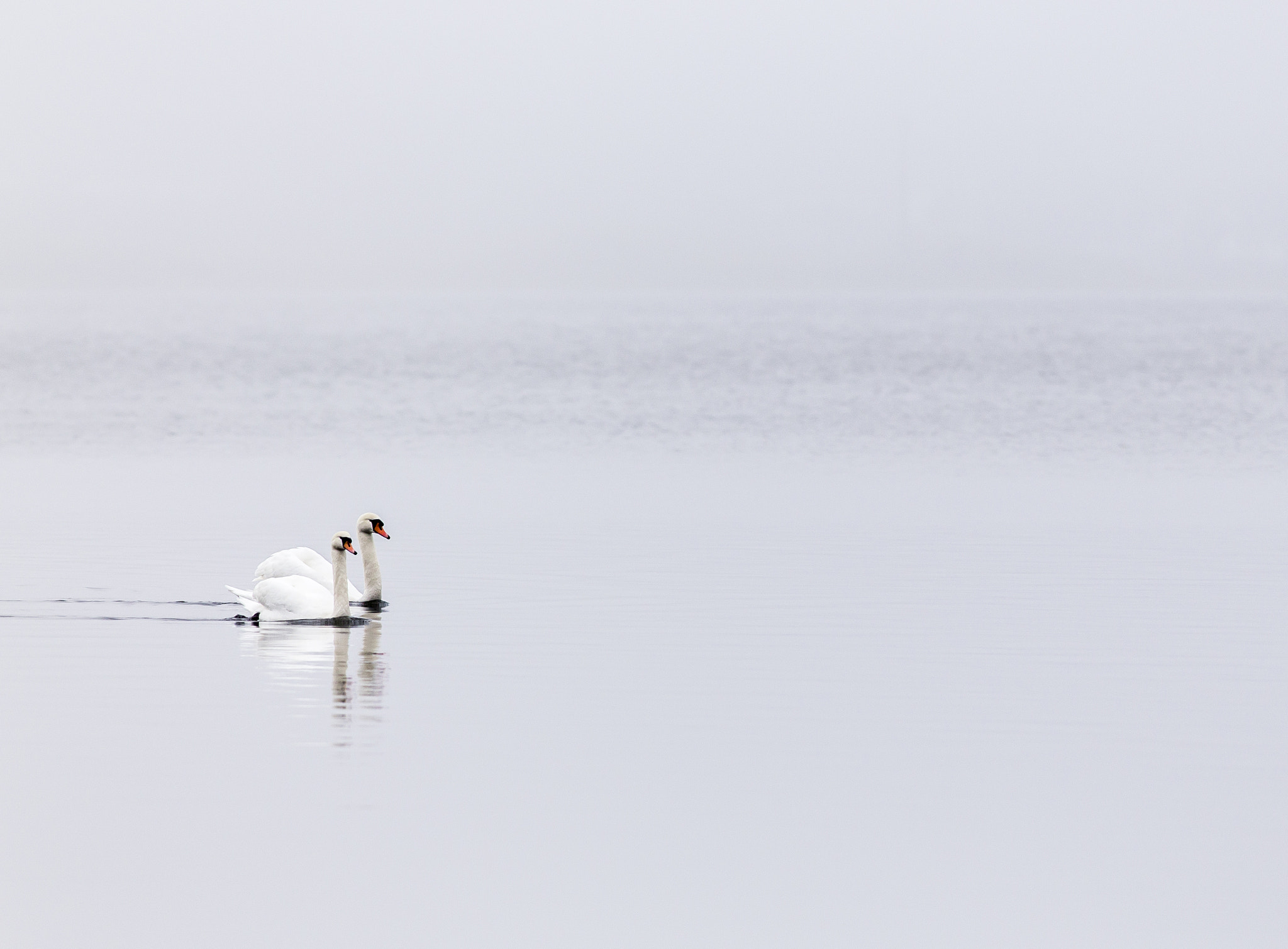 Canon EOS 6D + Canon EF 400mm F5.6L USM sample photo. Misty day photography