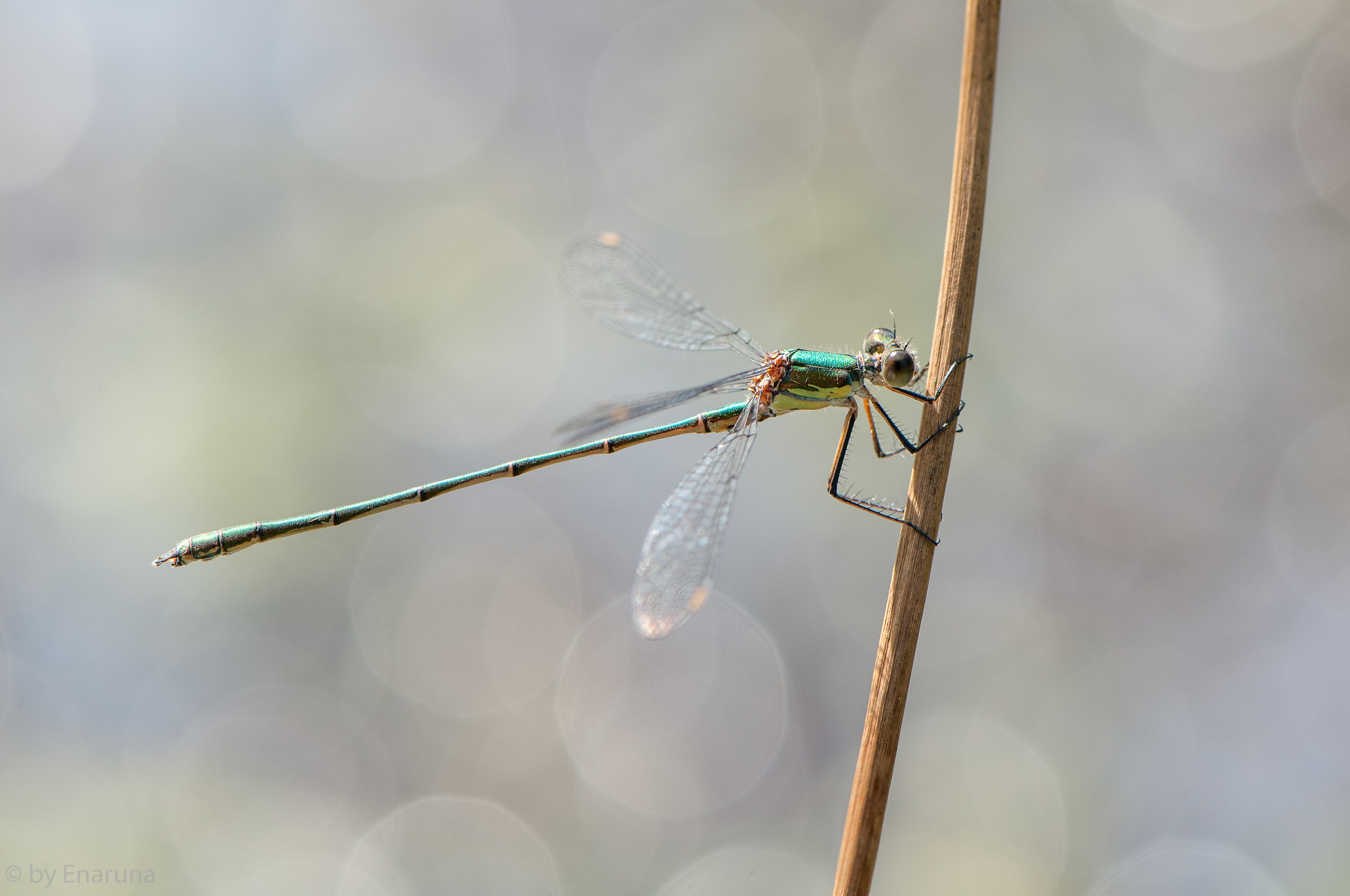 Nikon AF-S Micro-Nikkor 105mm F2.8G IF-ED VR sample photo. Willow spreadwing photography