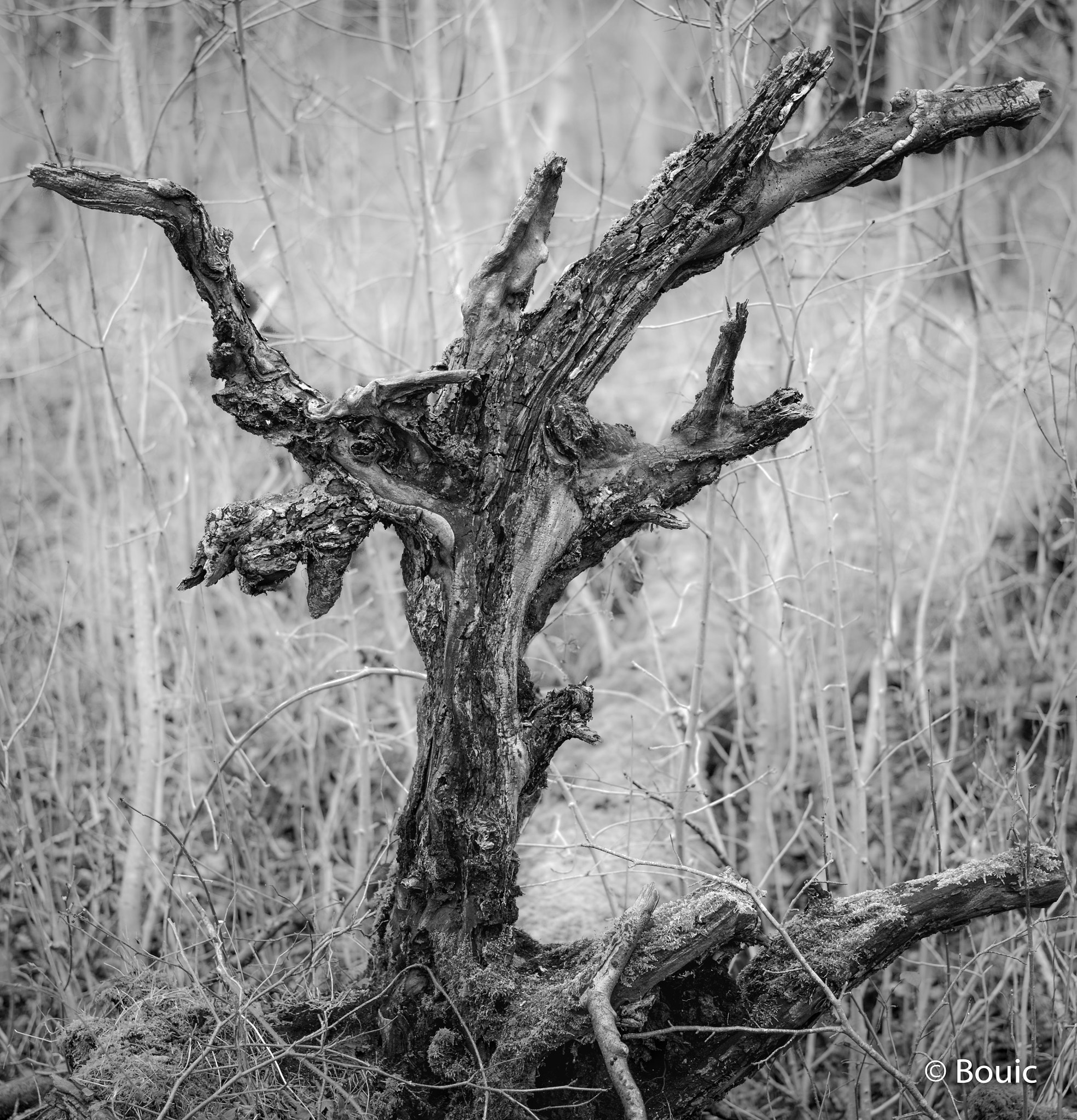 Leica S (TYP 006) + Summarit-S 70 sample photo. Winter decay photography