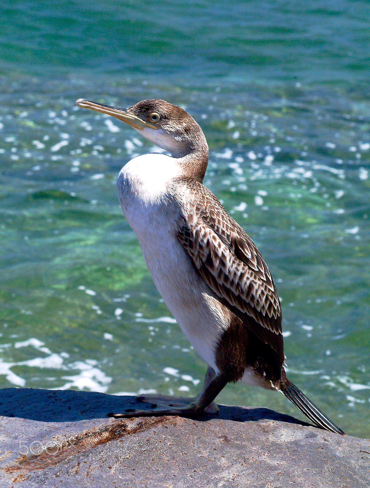 Fujifilm FinePix S2 Pro sample photo. Young cormorant photography