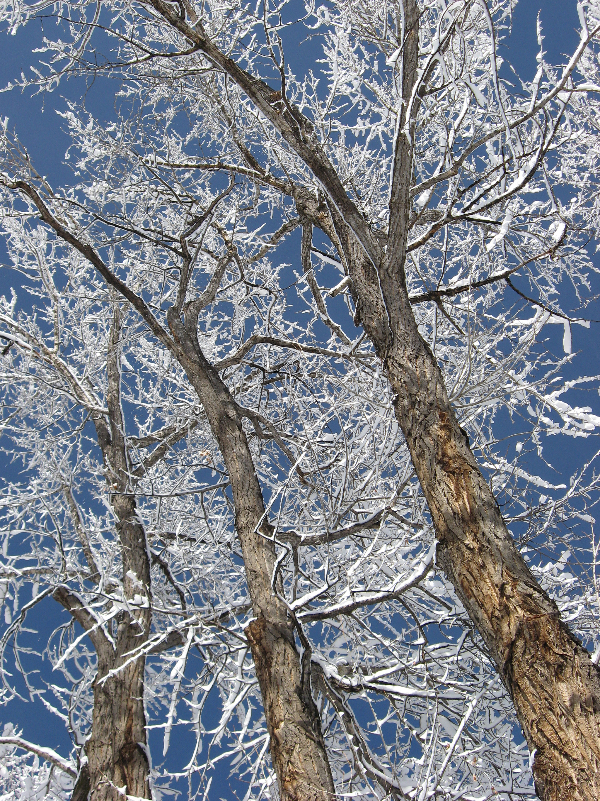 Canon POWERSHOT A560 sample photo. Colorado winter photography