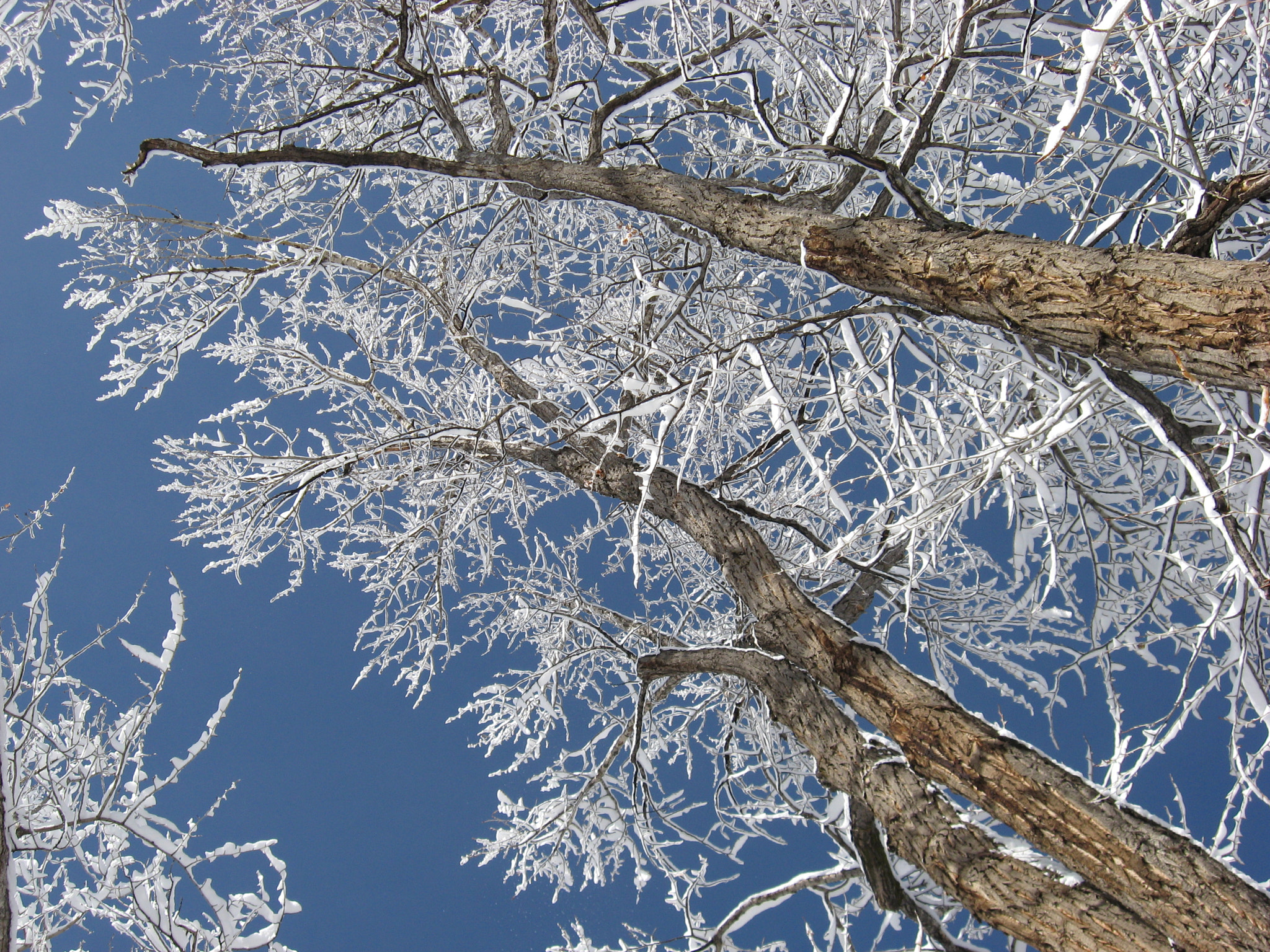 Canon POWERSHOT A560 sample photo. Colorado winter photography