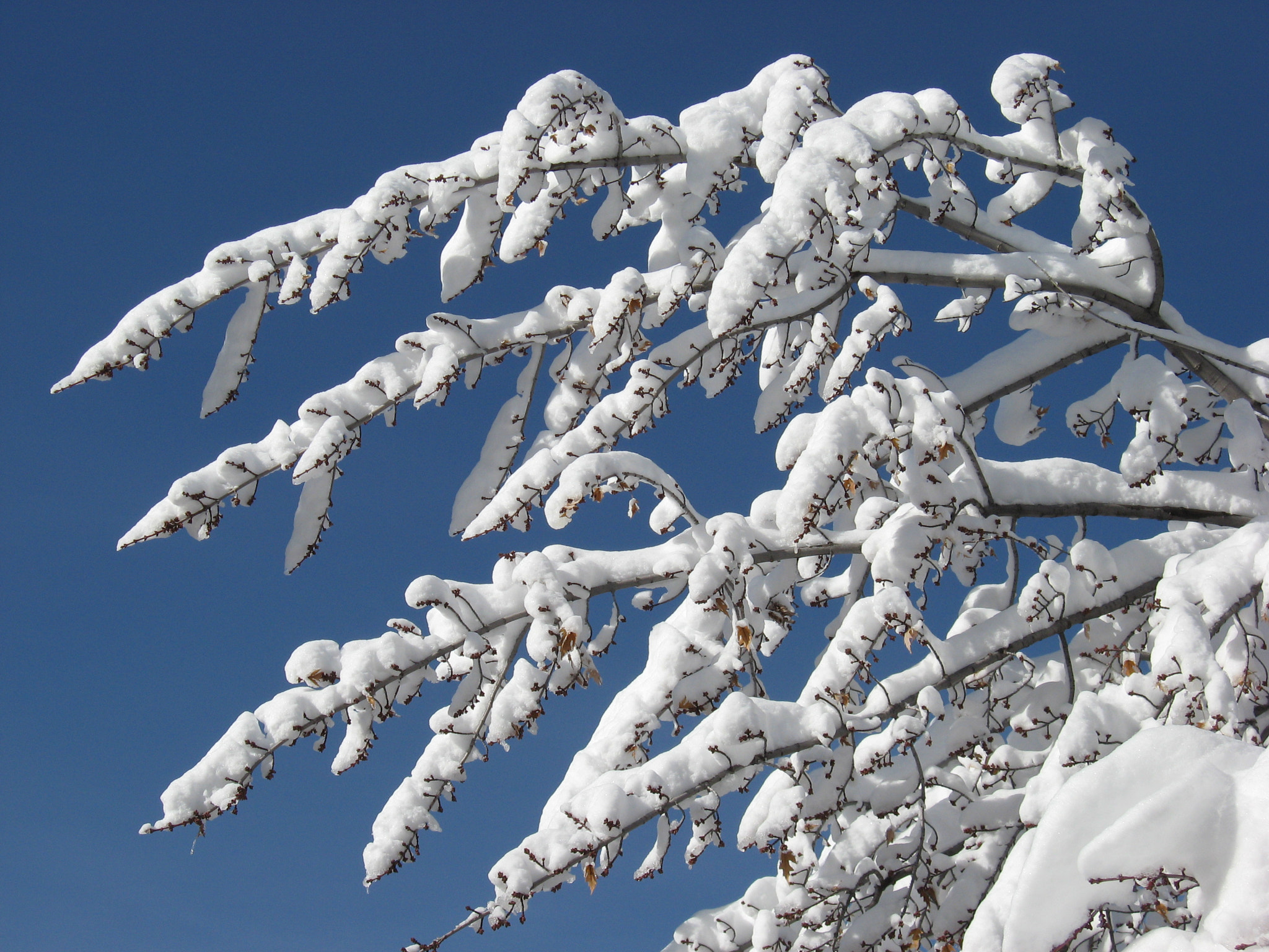 Canon POWERSHOT A560 sample photo. Colorado winter photography