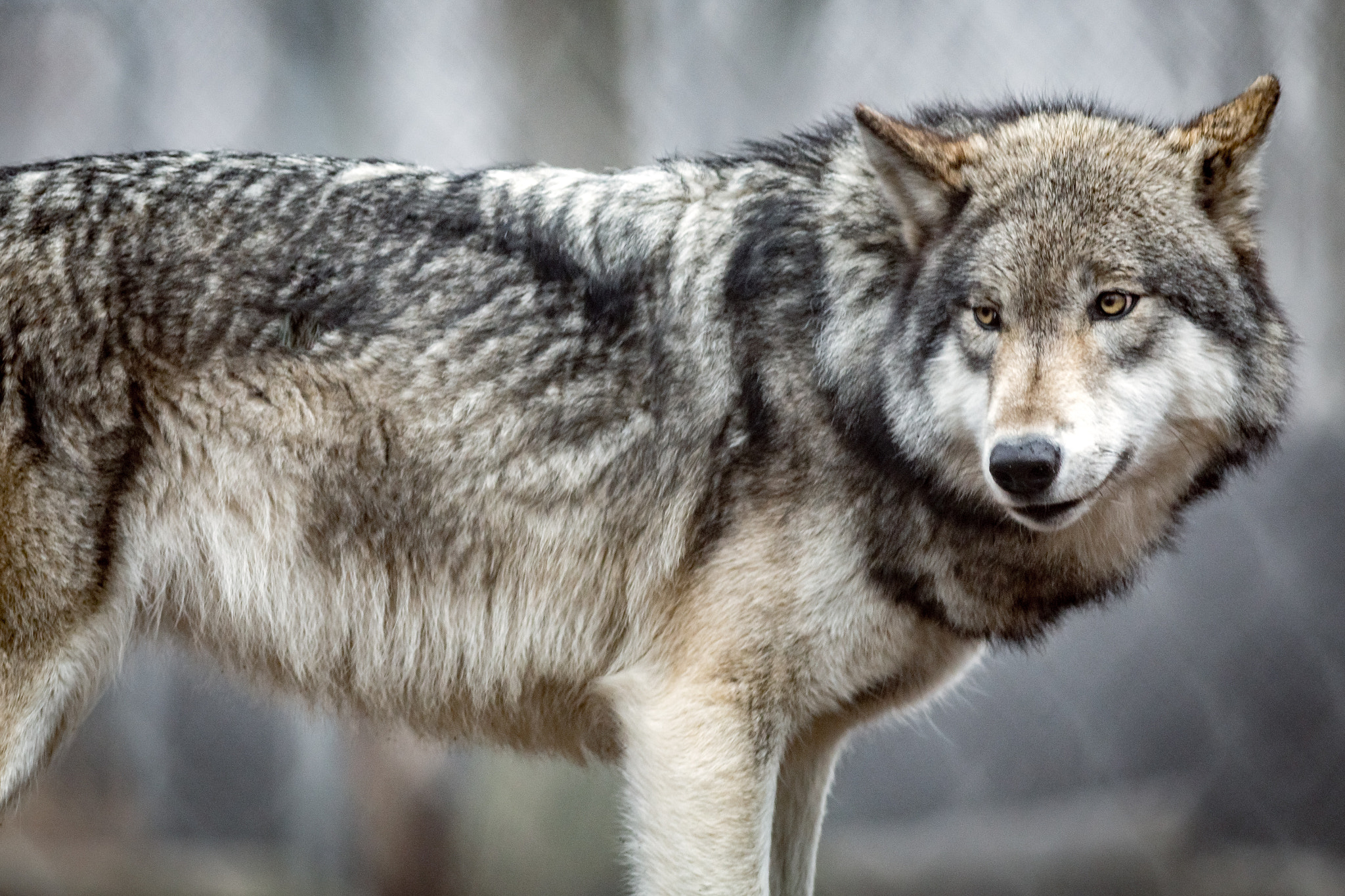 Canon EOS 6D + Canon EF 400mm F5.6L USM sample photo. Lakota wolf preserve photography