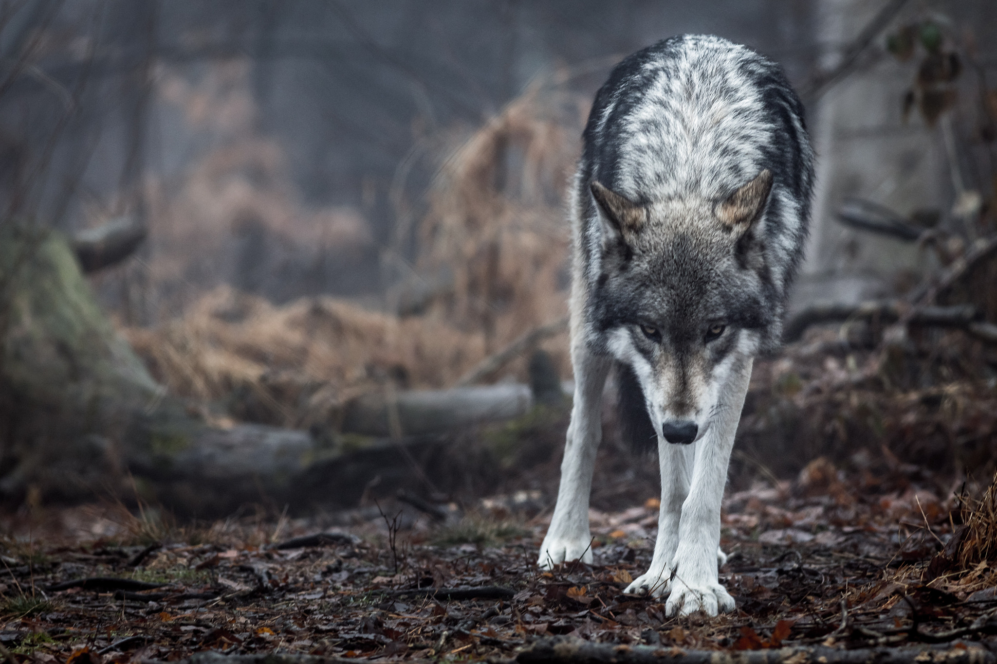 Canon EOS 6D + Canon EF 400mm F5.6L USM sample photo. Lakota wolf preserve photography
