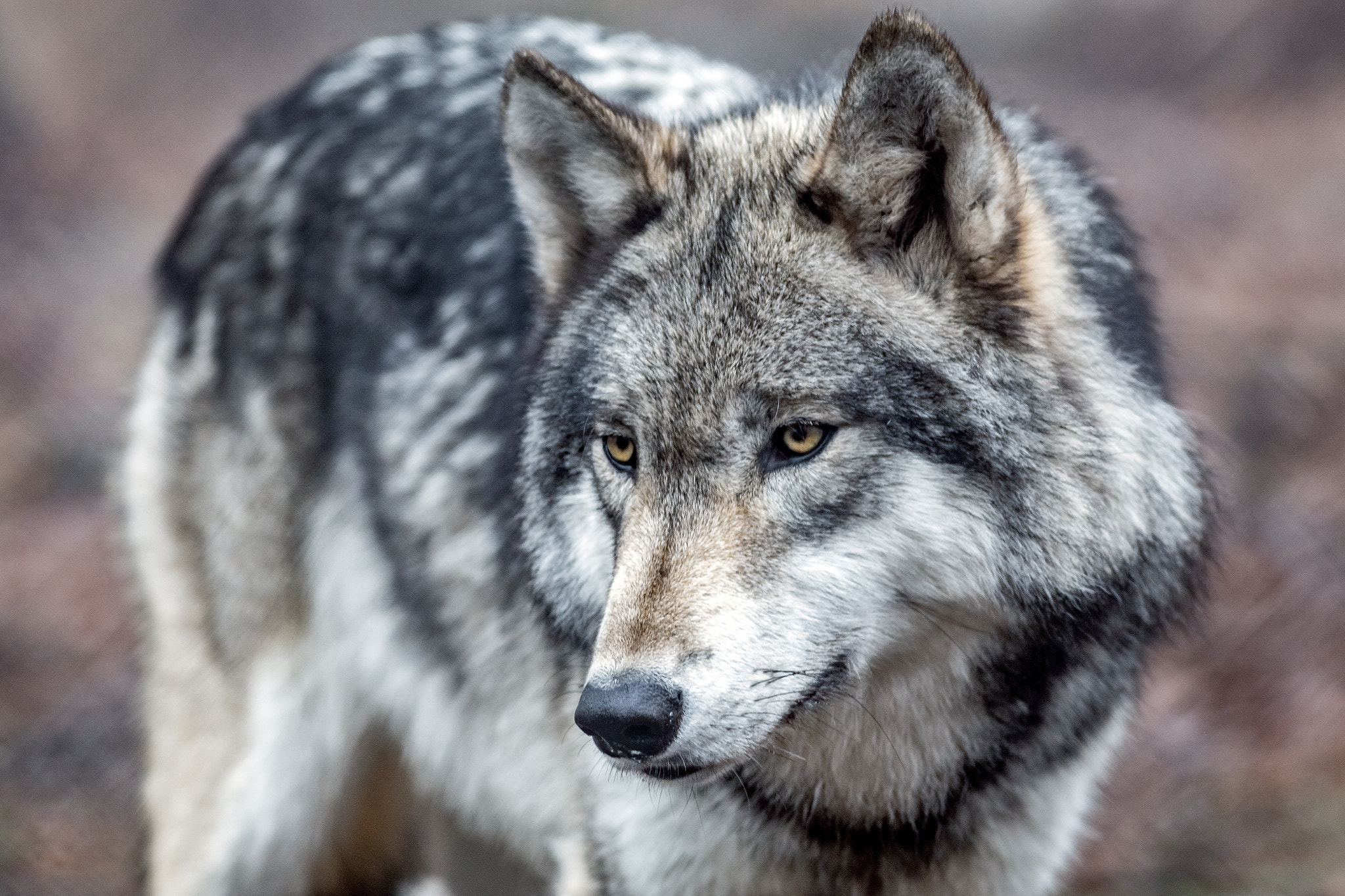 Canon EOS 6D + Canon EF 400mm F5.6L USM sample photo. Lakota wolf preserve photography