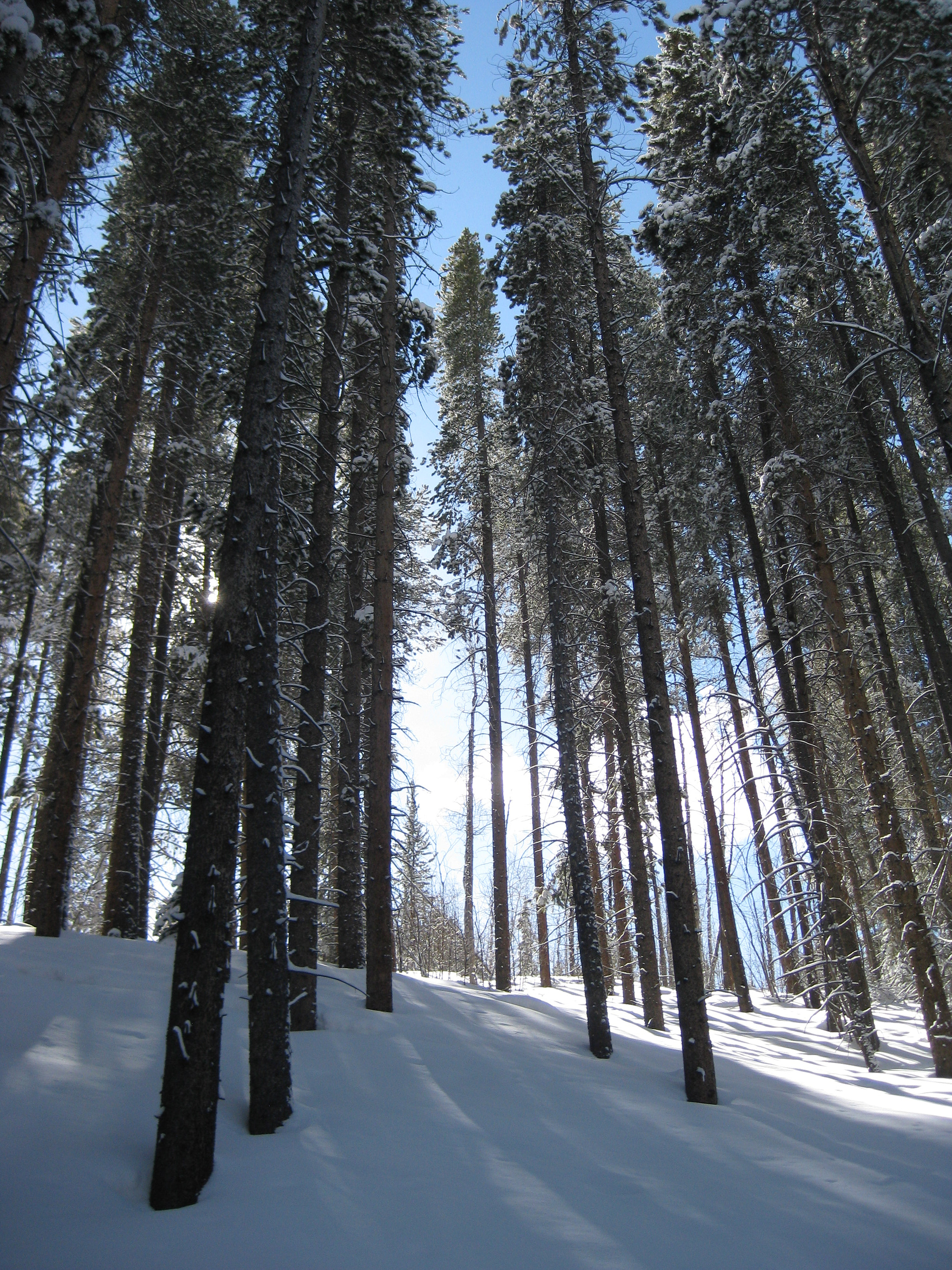 Canon PowerShot SD1100 IS (Digital IXUS 80 IS / IXY Digital 20 IS) sample photo. Colorado winter photography