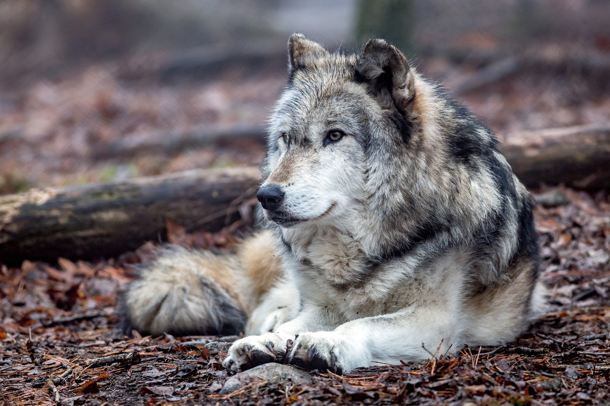 Canon EOS 6D + Canon EF 400mm F5.6L USM sample photo. Lakota wolf preserve photography