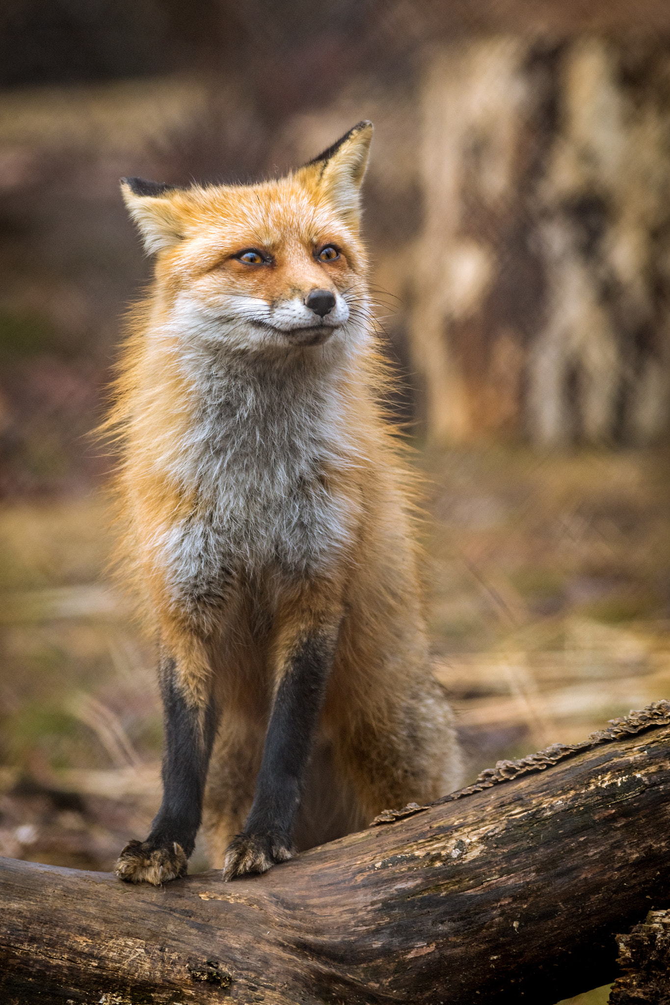 Canon EOS 6D + Canon EF 400mm F5.6L USM sample photo. Lakota wolf preserve photography