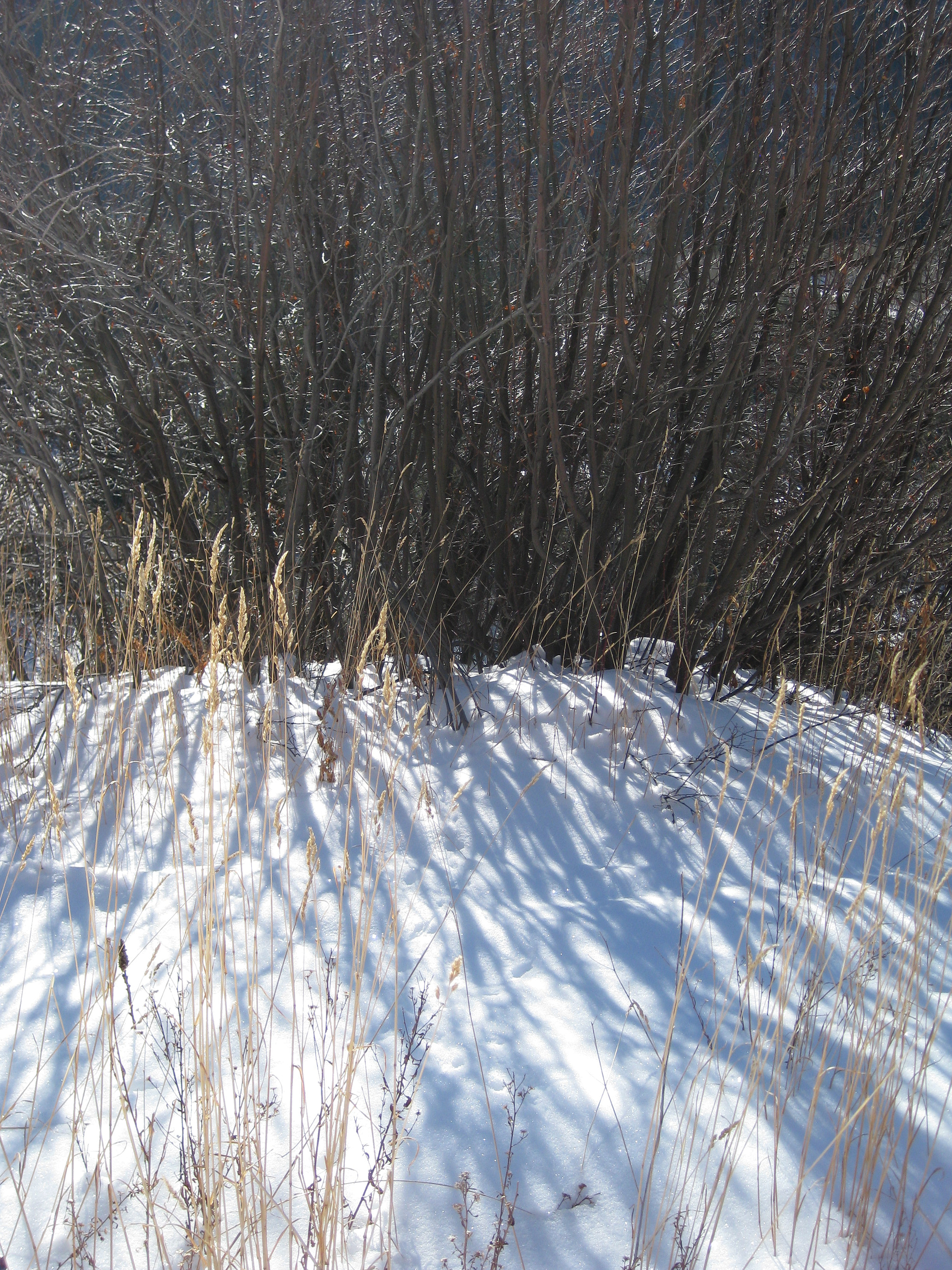Canon PowerShot SD1100 IS (Digital IXUS 80 IS / IXY Digital 20 IS) sample photo. Colorado winter photography