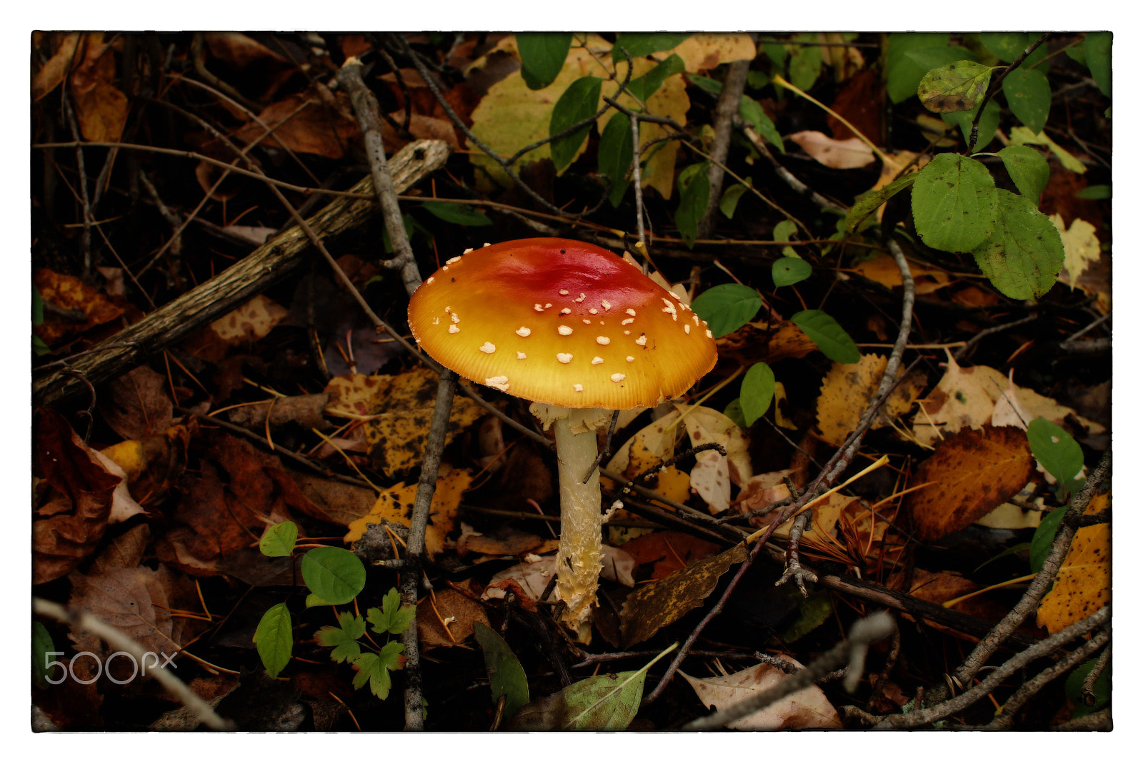 Canon EF 28mm F1.8 USM sample photo. Amanita mushroom photography