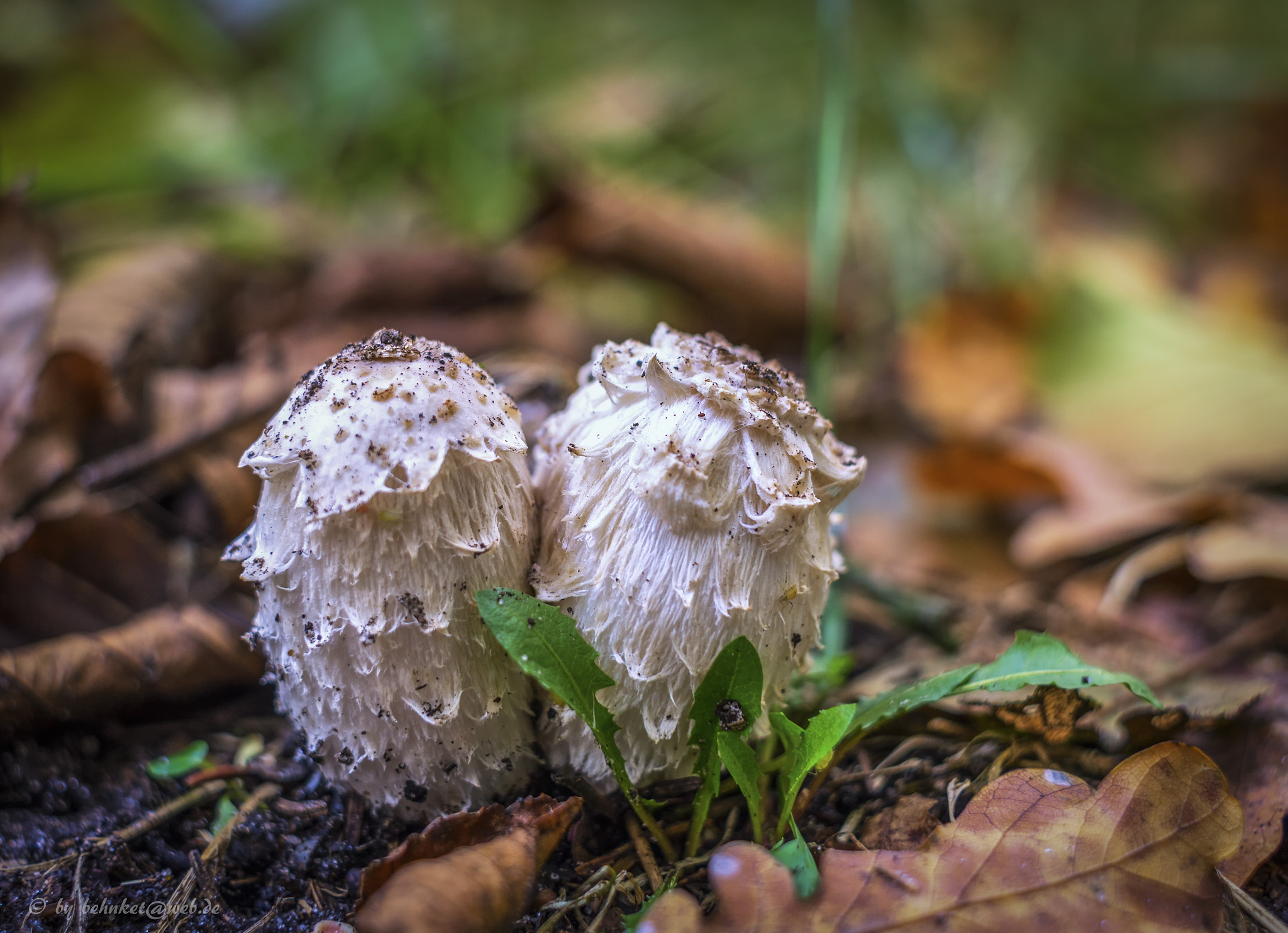 Sony a7 II + Canon EF 40mm F2.8 STM sample photo. White mushrooms photography