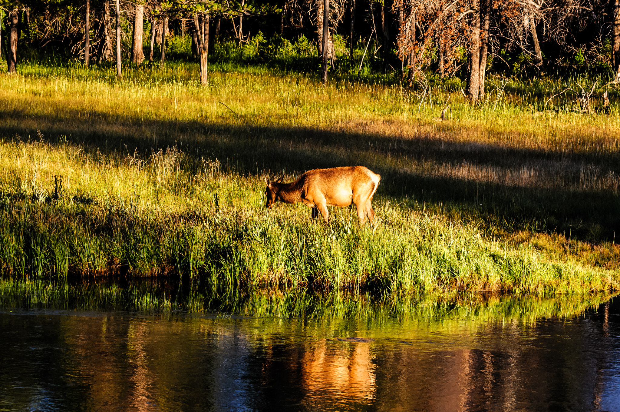 Nikon D300S sample photo. Yellowstone elk photography