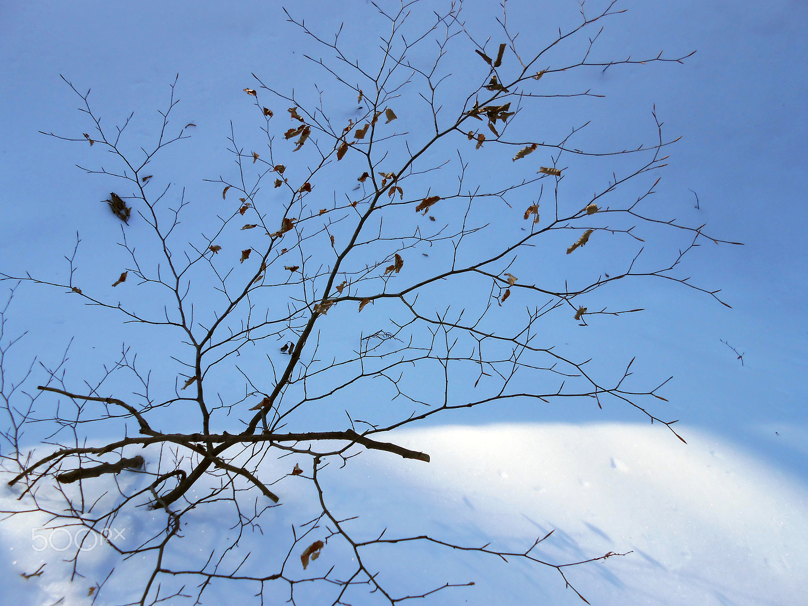 Nikon COOLPIX S2700 sample photo. Snow dry limb photography