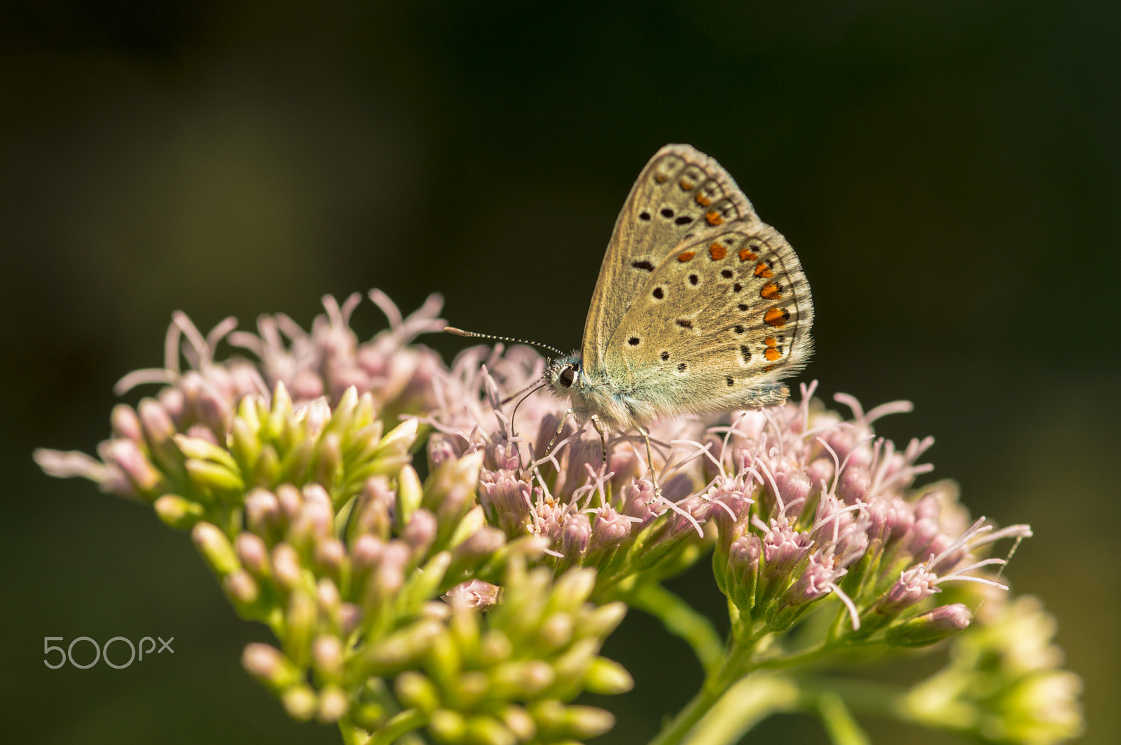 Nikon D3200 sample photo. Polyomatus icarus photography