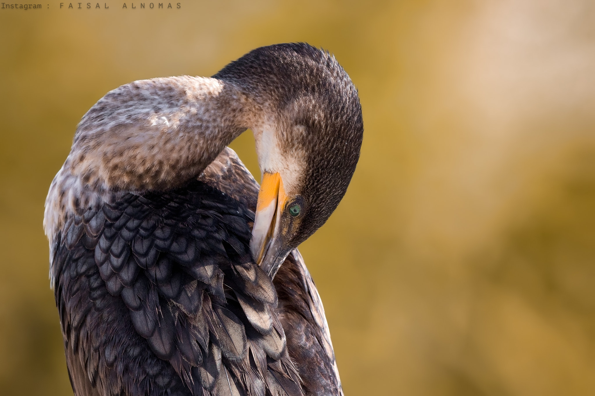 Canon EOS 7D Mark II + Canon EF 600mm F4L IS II USM sample photo. Shy photography