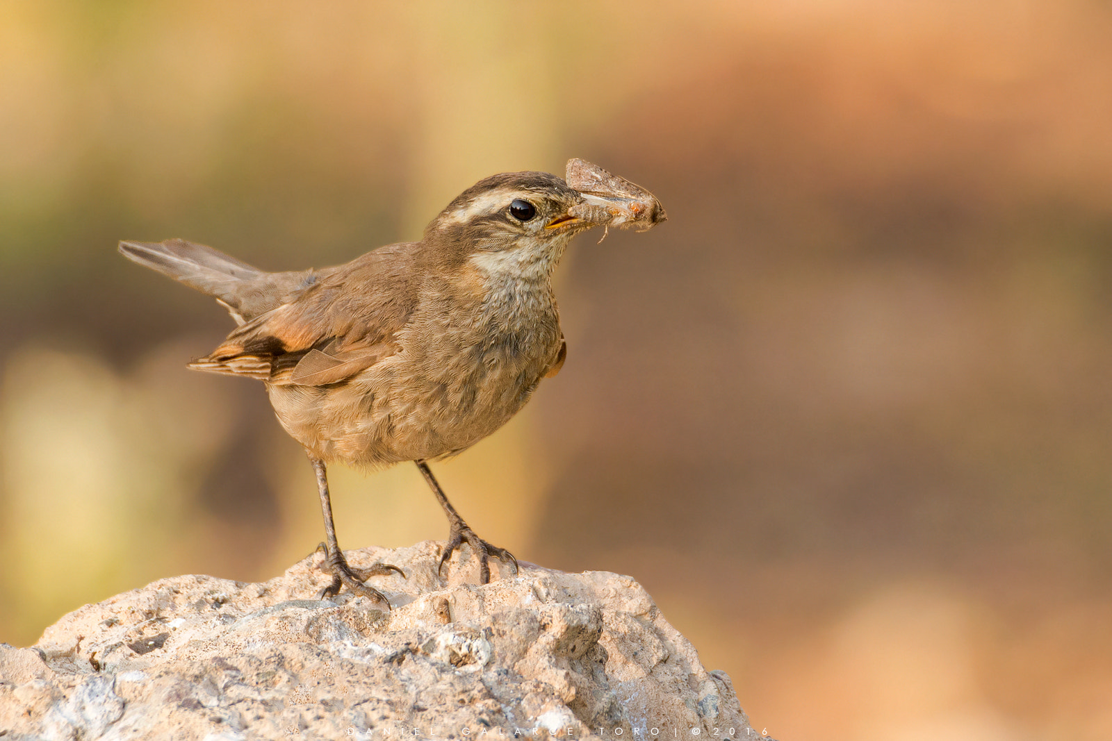 Nikon D7100 sample photo. Churrete acanelado / buff-winged cinclodes photography