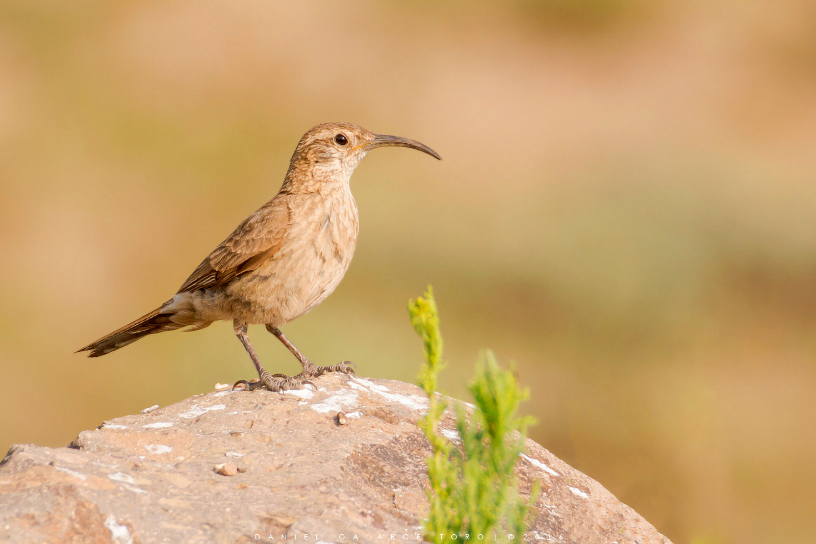 Sigma 50-500mm F4.5-6.3 DG OS HSM sample photo. Bandurrilla / scale-throated earthcreeper photography