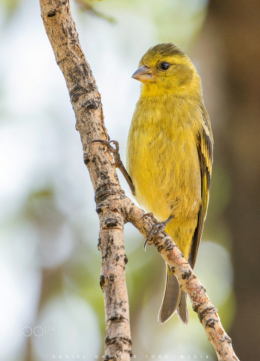 Nikon D7100 sample photo. Jilguero / black-chinned siskin photography