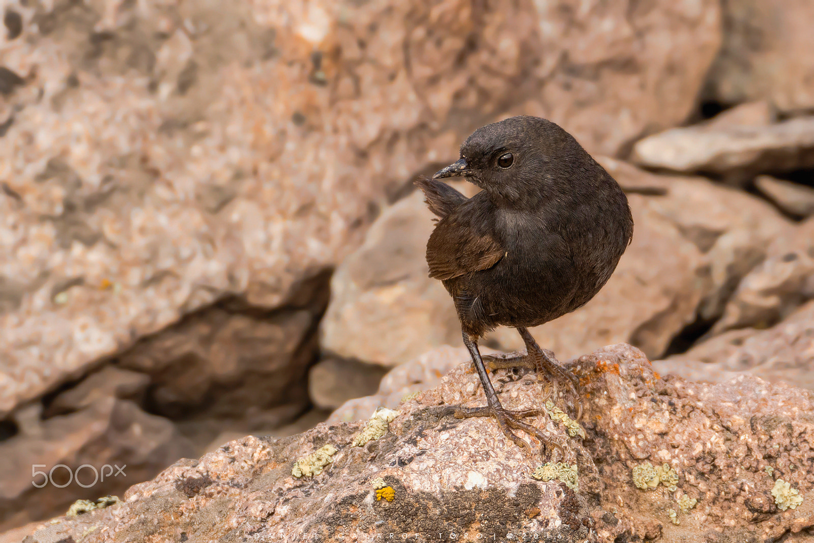 Nikon D7100 sample photo. Churrin del sur / magellanic tapaculo photography