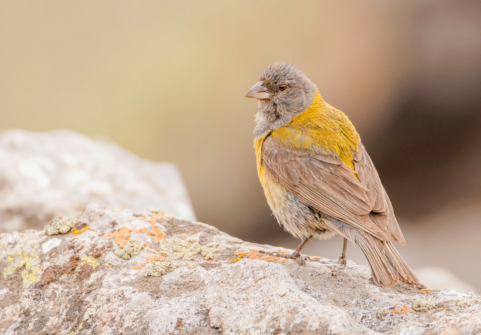 Sigma 50-500mm F4.5-6.3 DG OS HSM sample photo. Cometocino de gay /  grey-hooded sierra finch photography