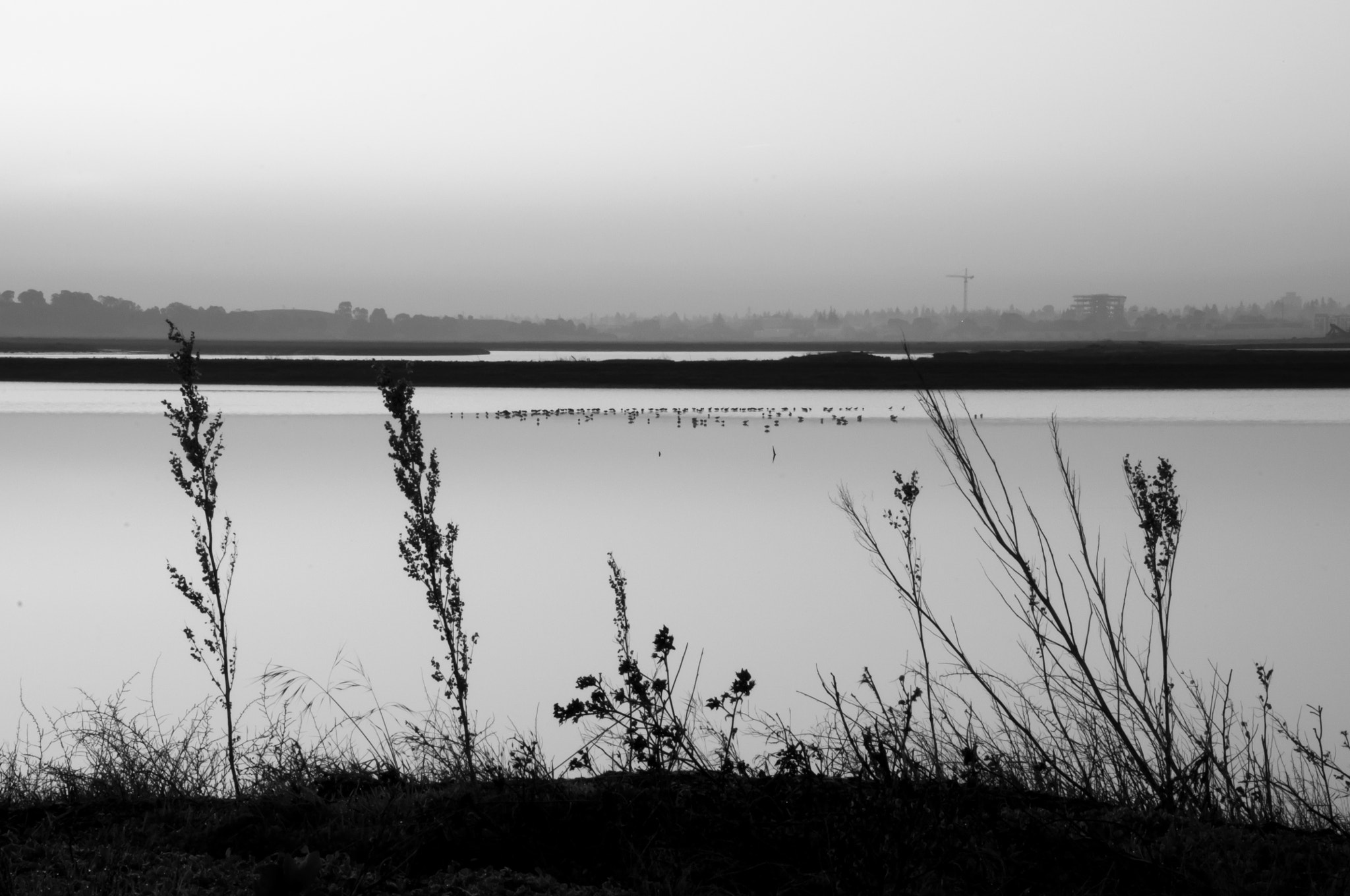 Nikon D5000 sample photo. Morning in the san francisco bay photography