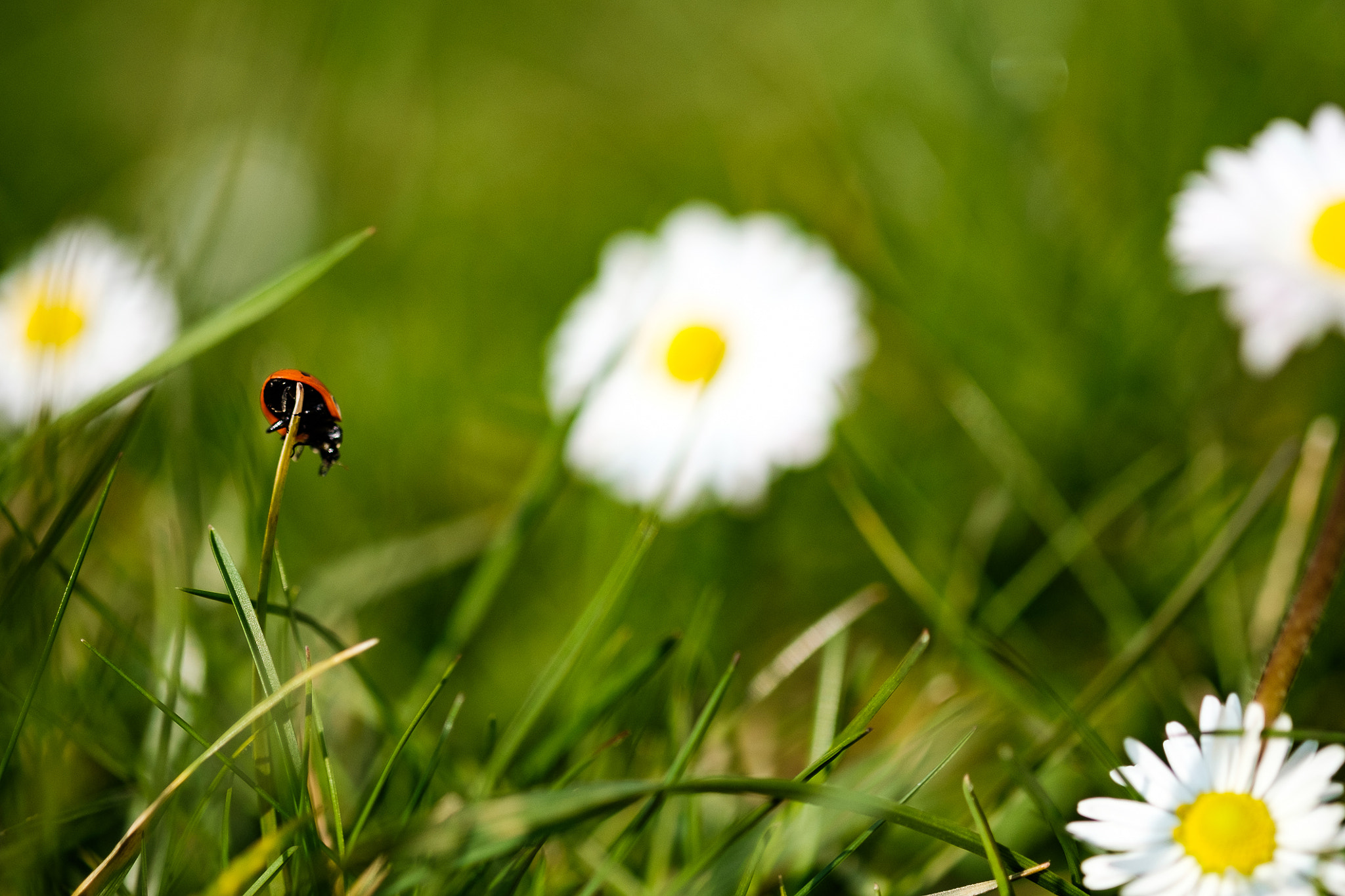 Fujifilm X-T1 + Fujifilm XF 60mm F2.4 R Macro sample photo. Instant fragile...fragile moment photography