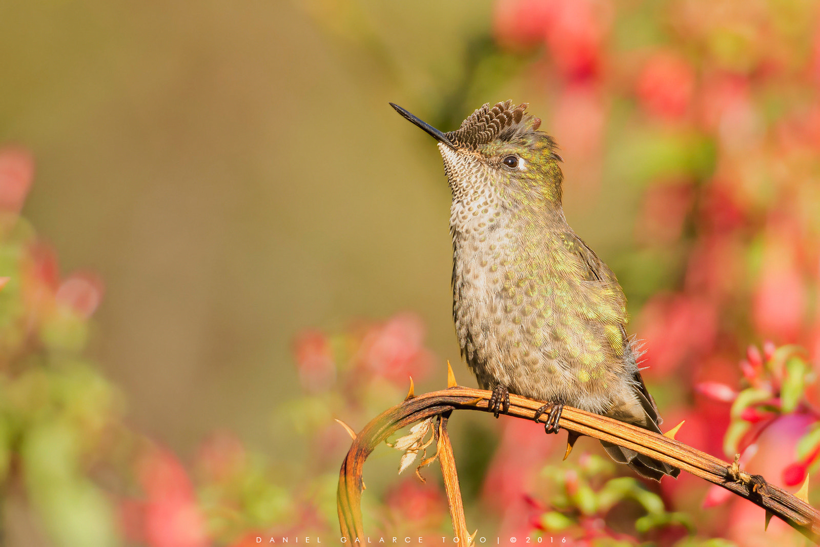 Nikon D7100 + Sigma 50-500mm F4.5-6.3 DG OS HSM sample photo. Picaflor chico / green backed firecrown photography