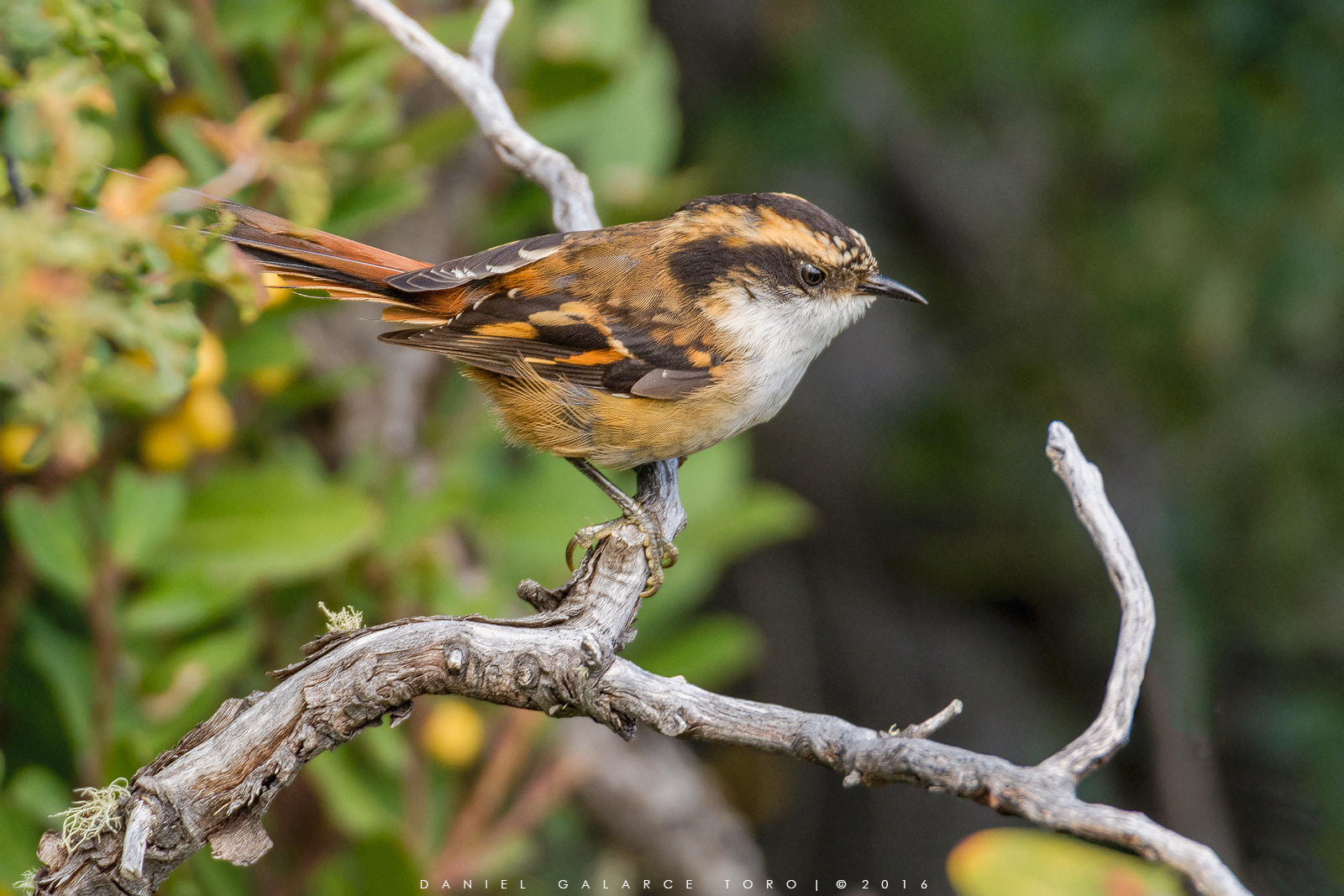 Sigma 50-500mm F4.5-6.3 DG OS HSM sample photo. Rayadito / thorn-tailed rayadito photography