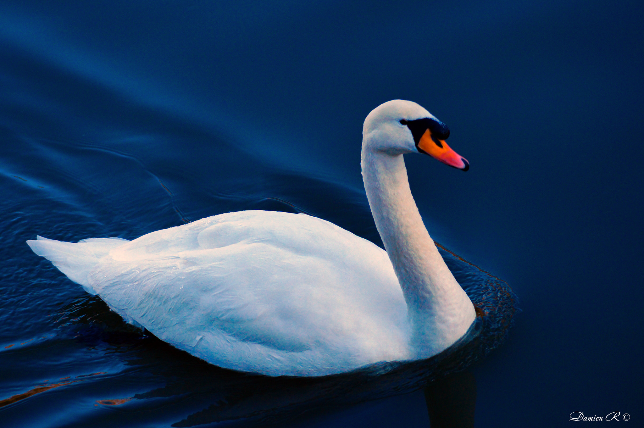 Sony SLT-A37 + Sony DT 55-200mm F4-5.6 SAM sample photo. Le cygne photography