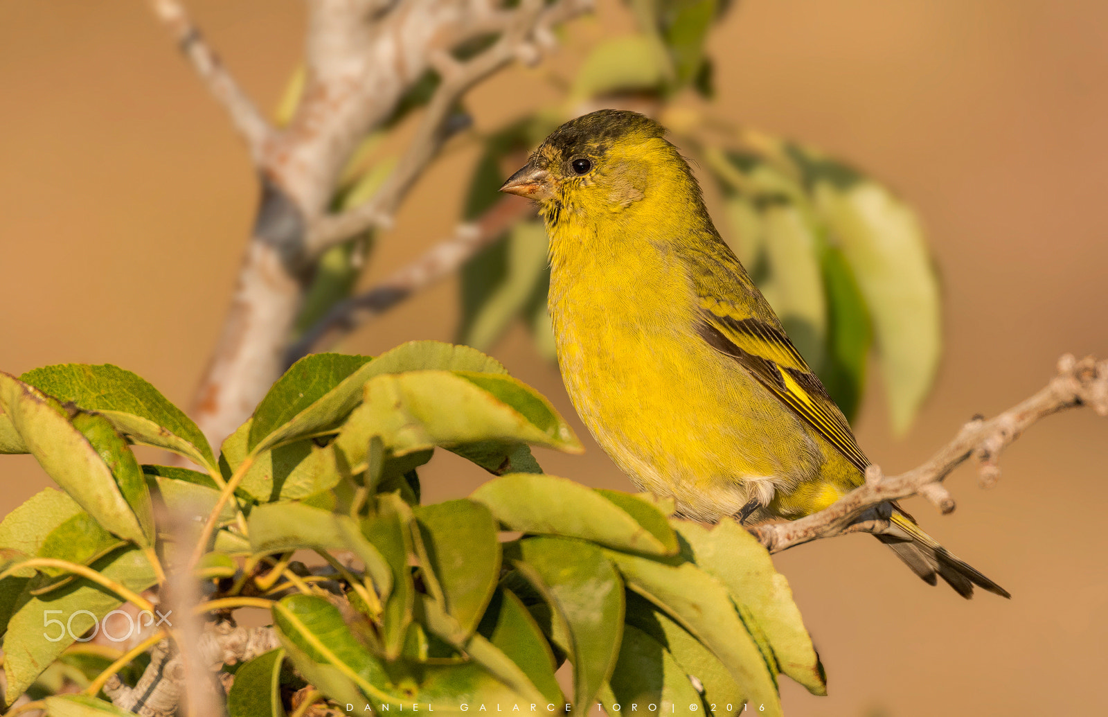 Sigma 50-500mm F4.5-6.3 DG OS HSM sample photo. Jilguero / black-chinned siskin photography