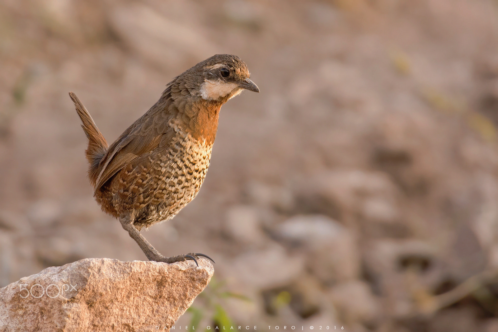 Sigma 50-500mm F4.5-6.3 DG OS HSM sample photo. Turca / moustached turca photography