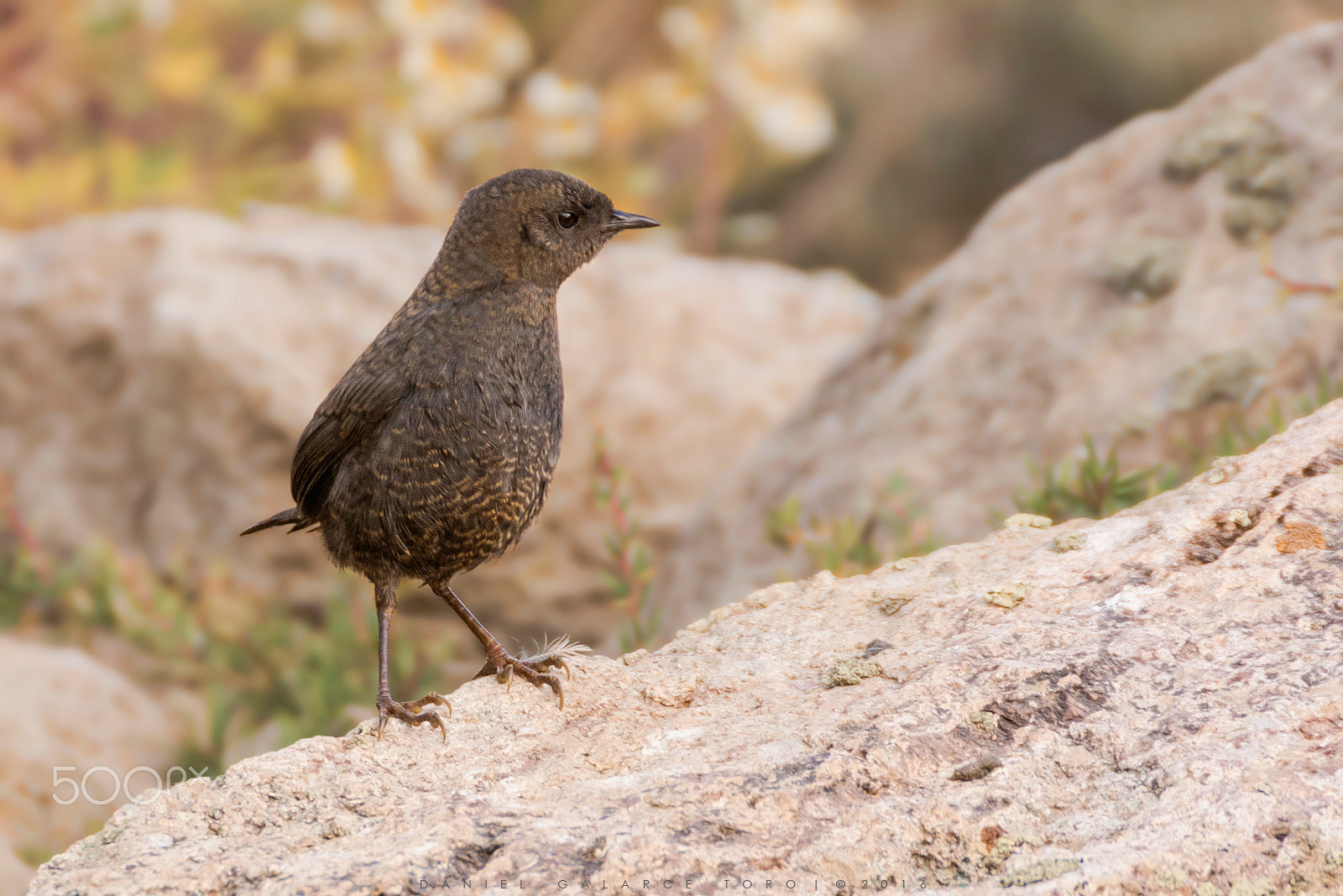 Nikon D7100 + Sigma 50-500mm F4.5-6.3 DG OS HSM sample photo. Churrin del sur / magellanic tapaculo photography