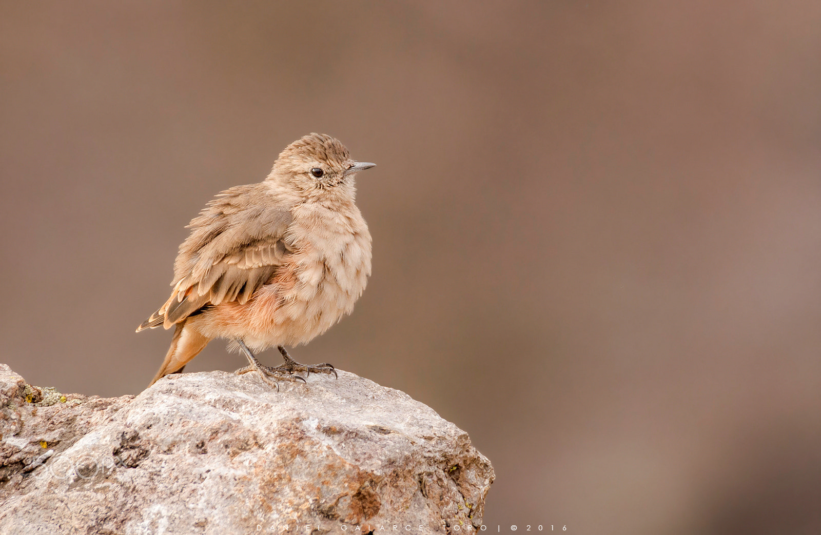 Sigma 50-500mm F4.5-6.3 DG OS HSM sample photo. Minero cordillerano / rufous-banded miner photography